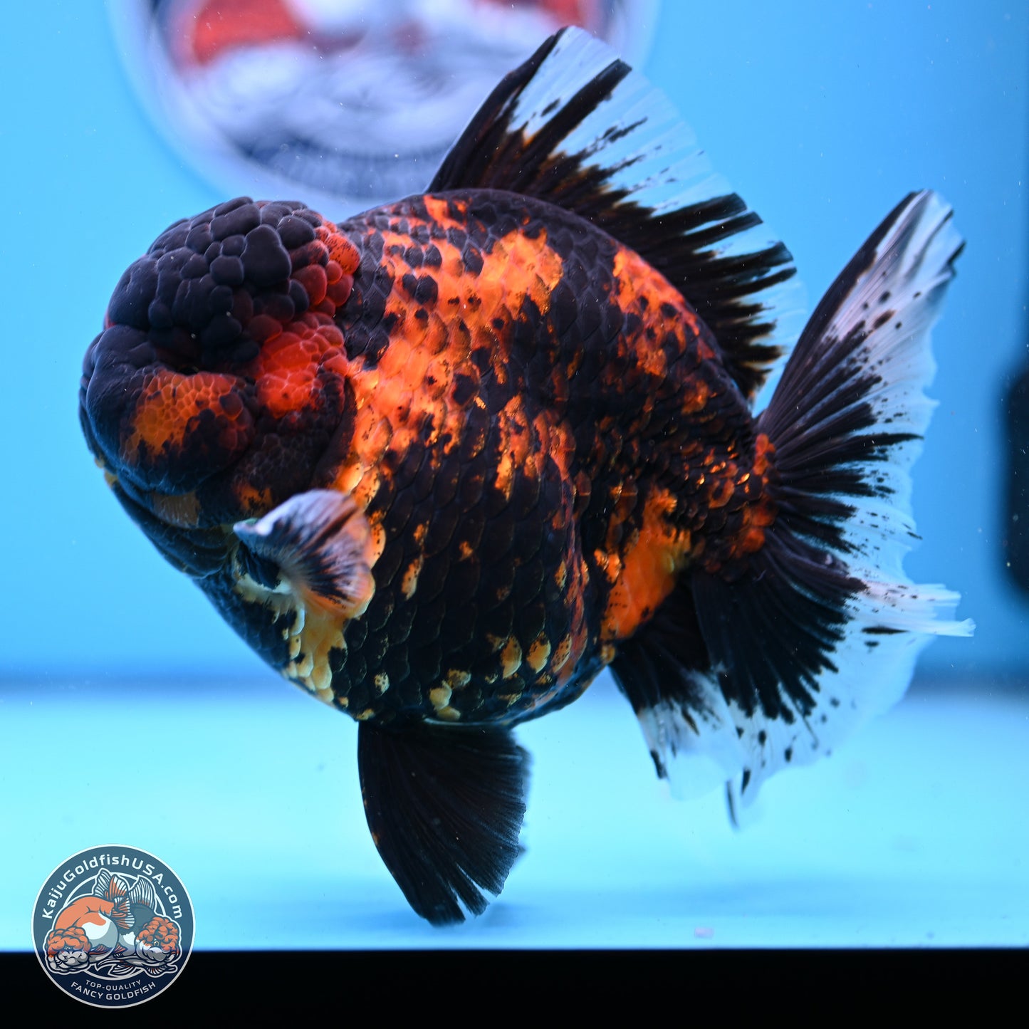 Jumbo Shogun Godzilla Tiger Rose Tail Oranda 5.2in Body (240823_OR3)- Overnight shipping only - Kaiju Goldfish USA