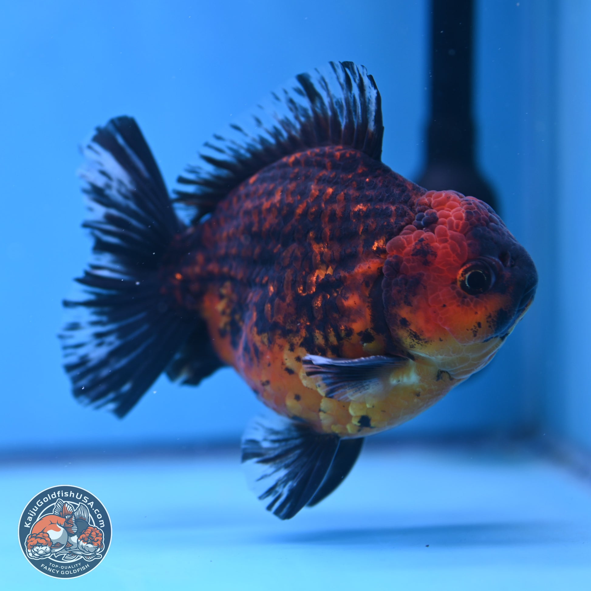 Tiger Broad Tail Oranda 5 inches - Male (241115_OR03) - Kaiju Goldfish USA