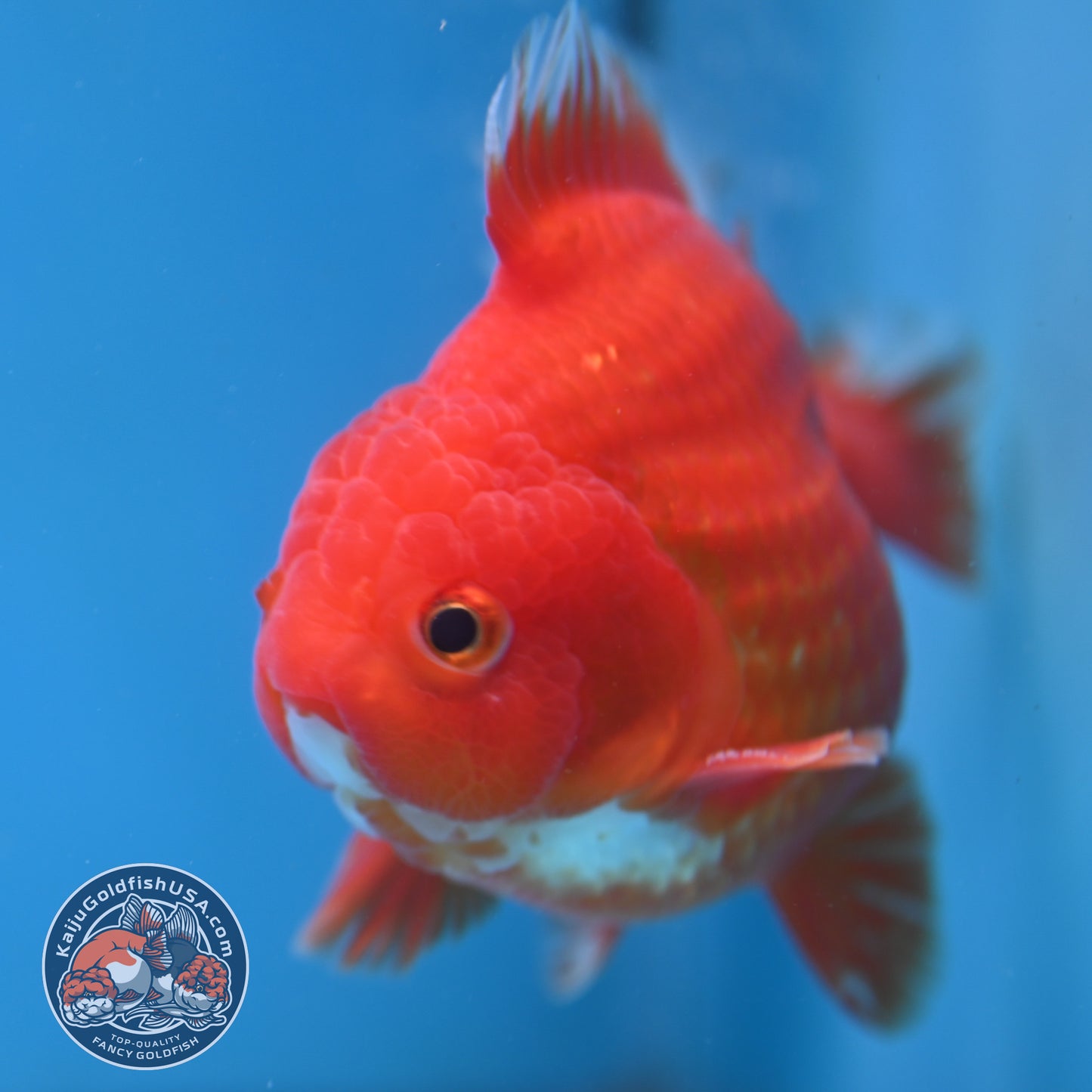 Classic Red YuanBao Oranda 4 inch Body (250926_OR03)