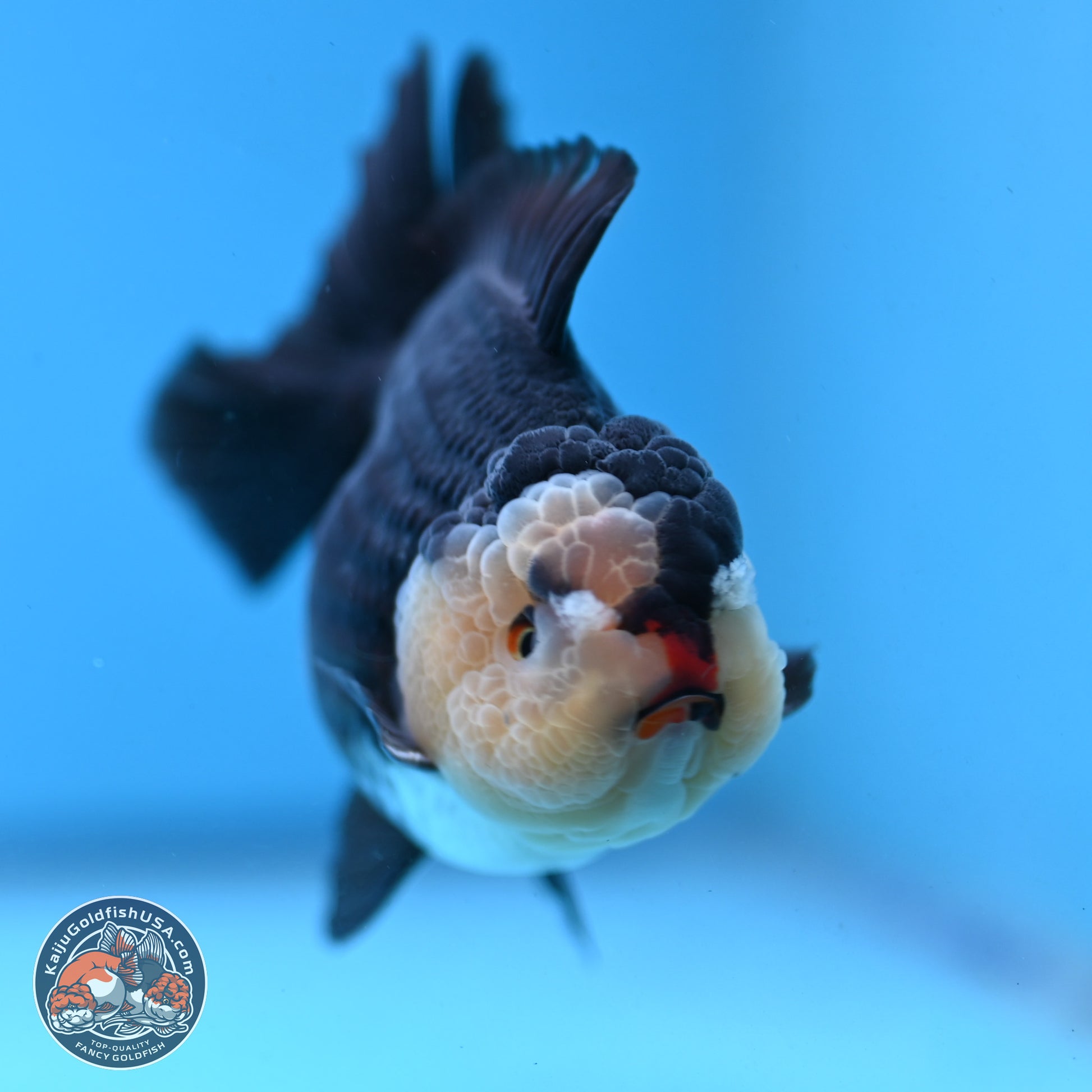 Panda YuanBao Oranda 3.5 inches Body - Male (250103_OR03) - Kaiju Goldfish USA