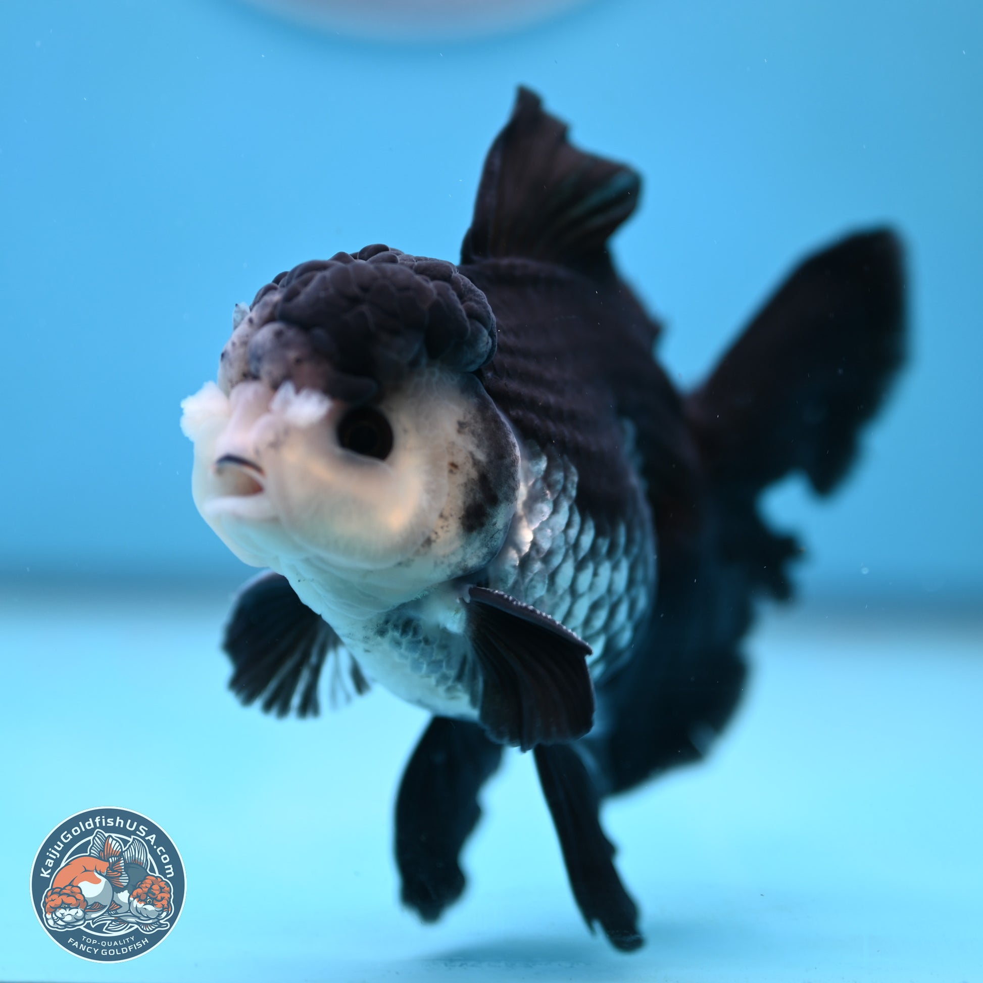 Panda Butterfly Tail Oranda 4.75 inches (241025_OR03) - Kaiju Goldfish USA