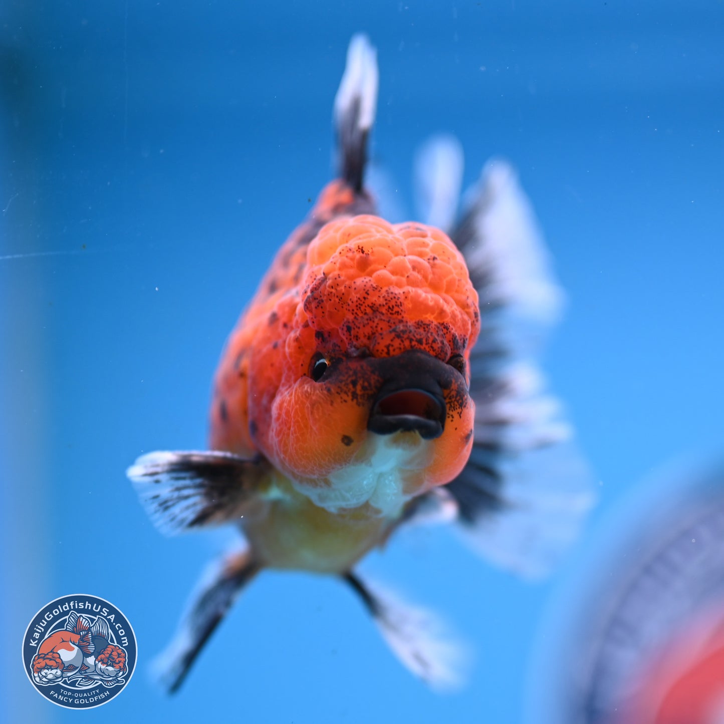 Shogun Tiger Rose Tail Oranda 3.5in Body (240816_OR03) - Kaiju Goldfish USA