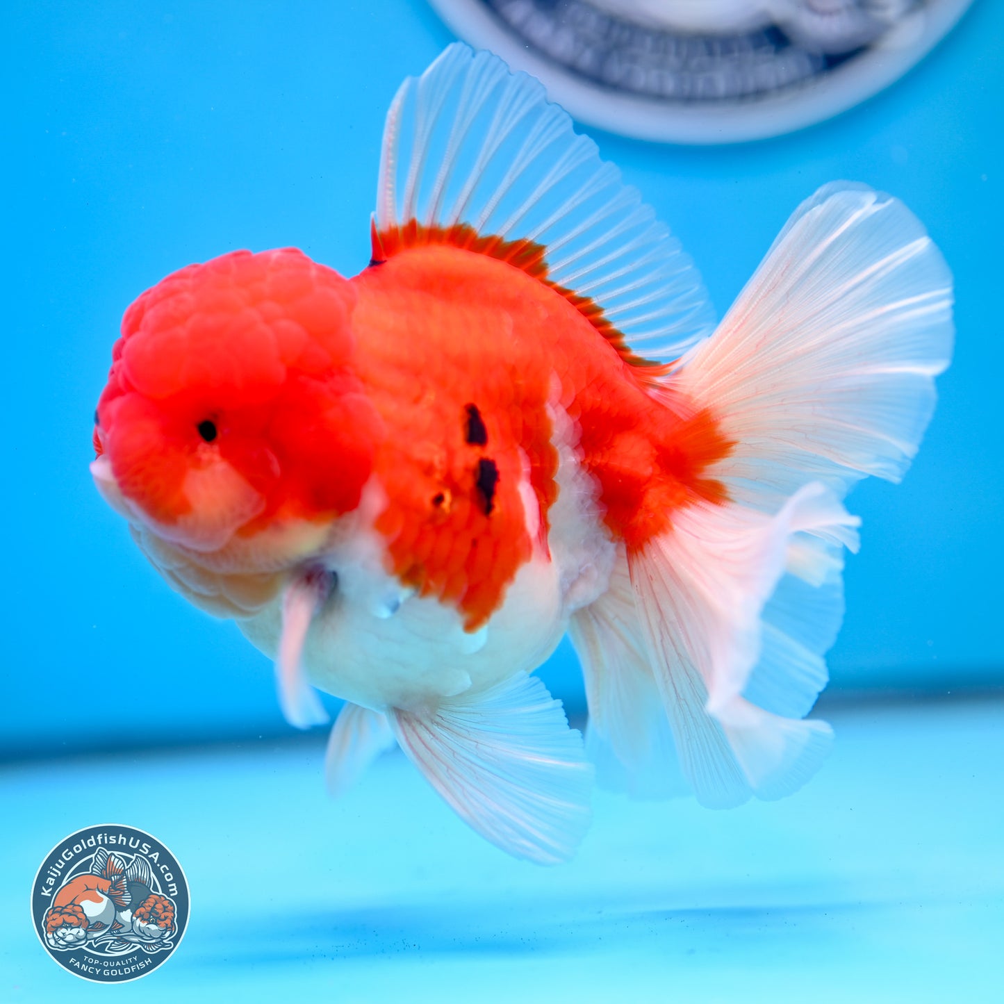 Tricolor Sakura Rose Tail Oranda 3.5 inches Body - Male (250228_OR03)
