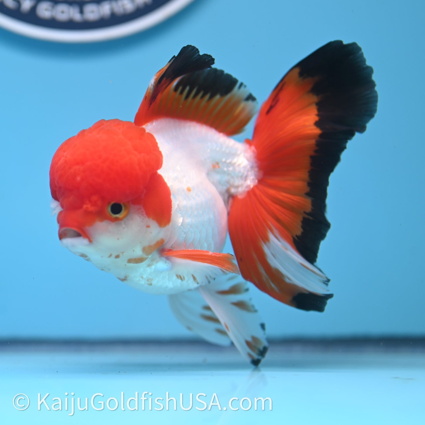 Tricolor Rose Tail Oranda 3.5in body (240726_OR03) - Kaiju Goldfish USA