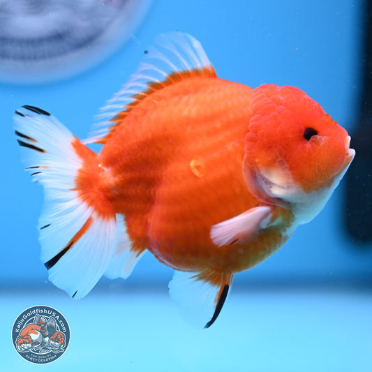 Shogun Sakura YuanBao Oranda 3.75in Body (240802_OR03) - Kaiju Goldfish USA