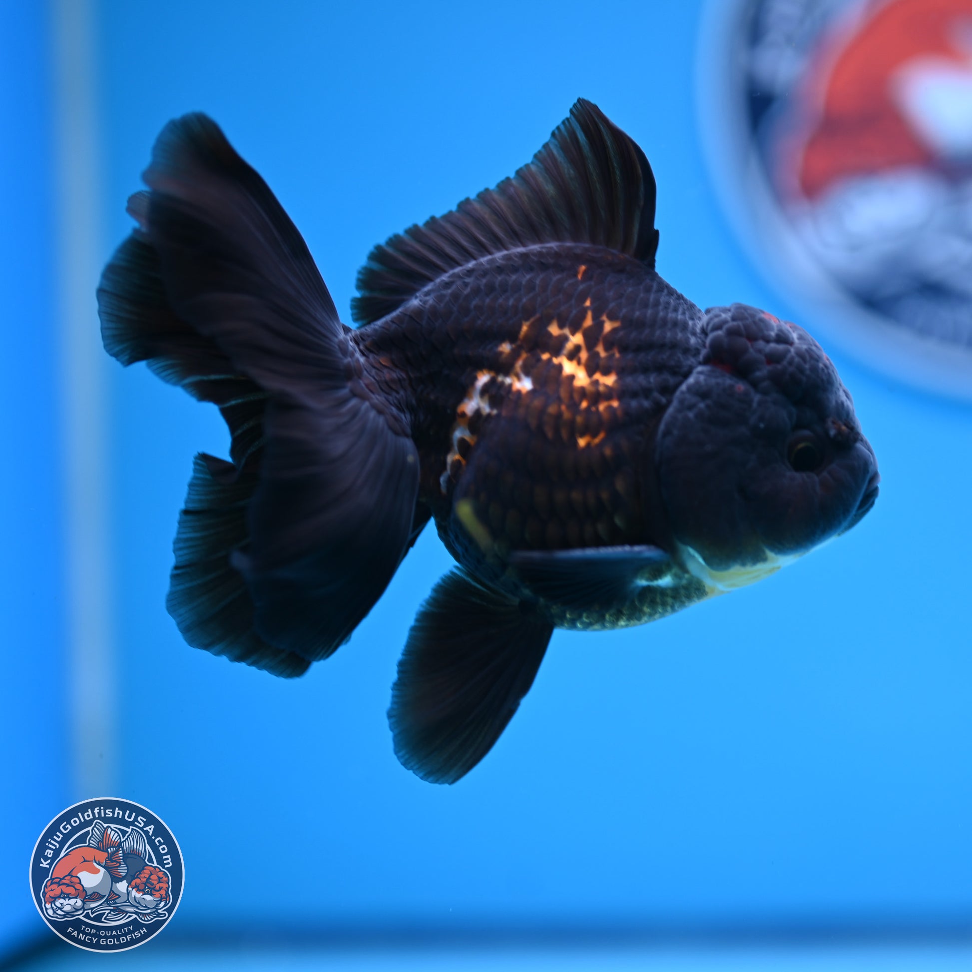 Tricolor Rose Tail Oranda 3.5-4.5 inches (240927_OR3) - Kaiju Goldfish USA