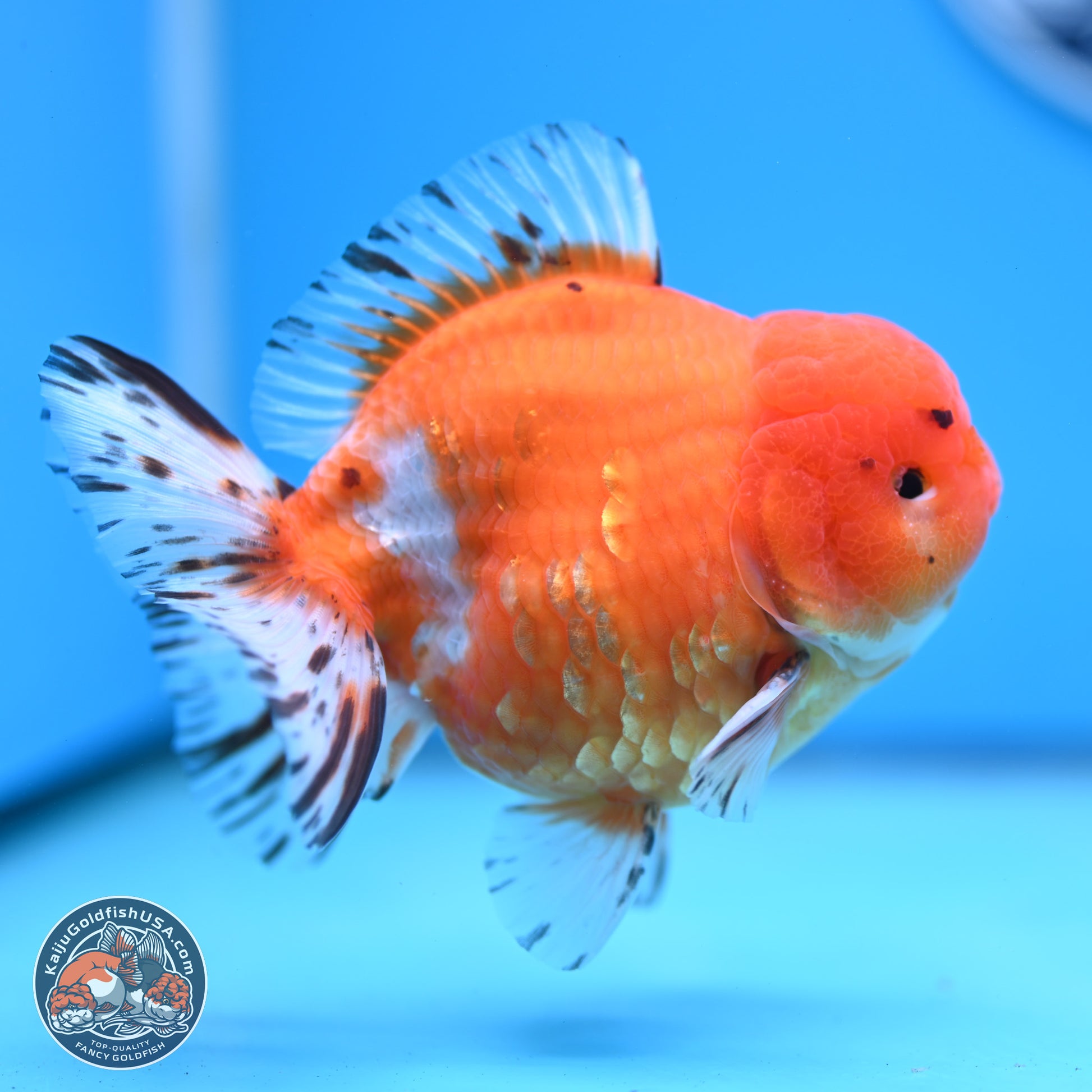 Shogun Tricolor Sakura Oranda 4.5-5 inches (241004_OR03) - Kaiju Goldfish USA