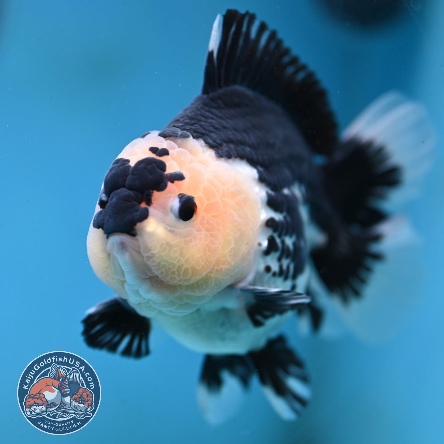 Panda Oranda 4.5 inch Body (250919_OR03)