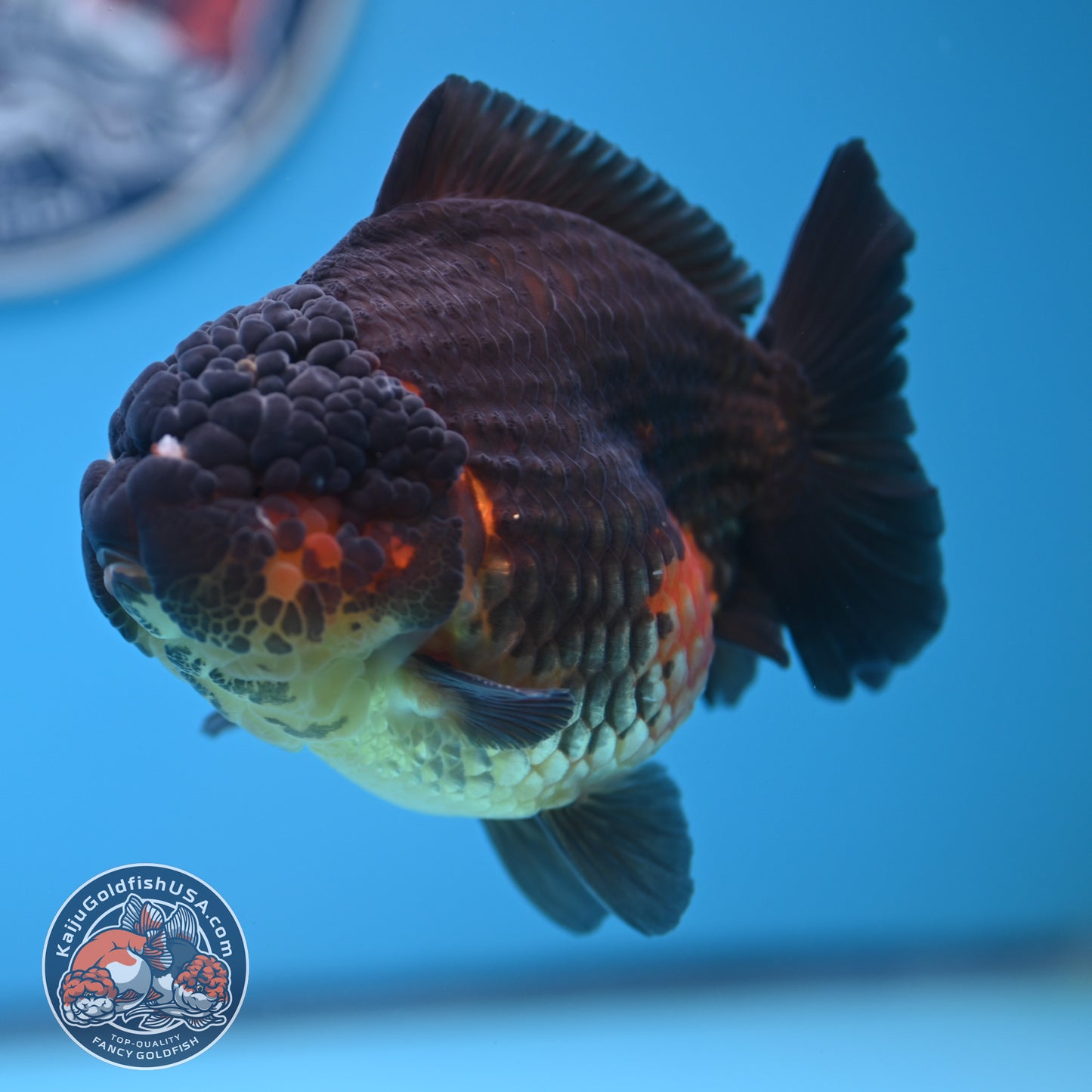 Oranda inch Body (250812_OR07)