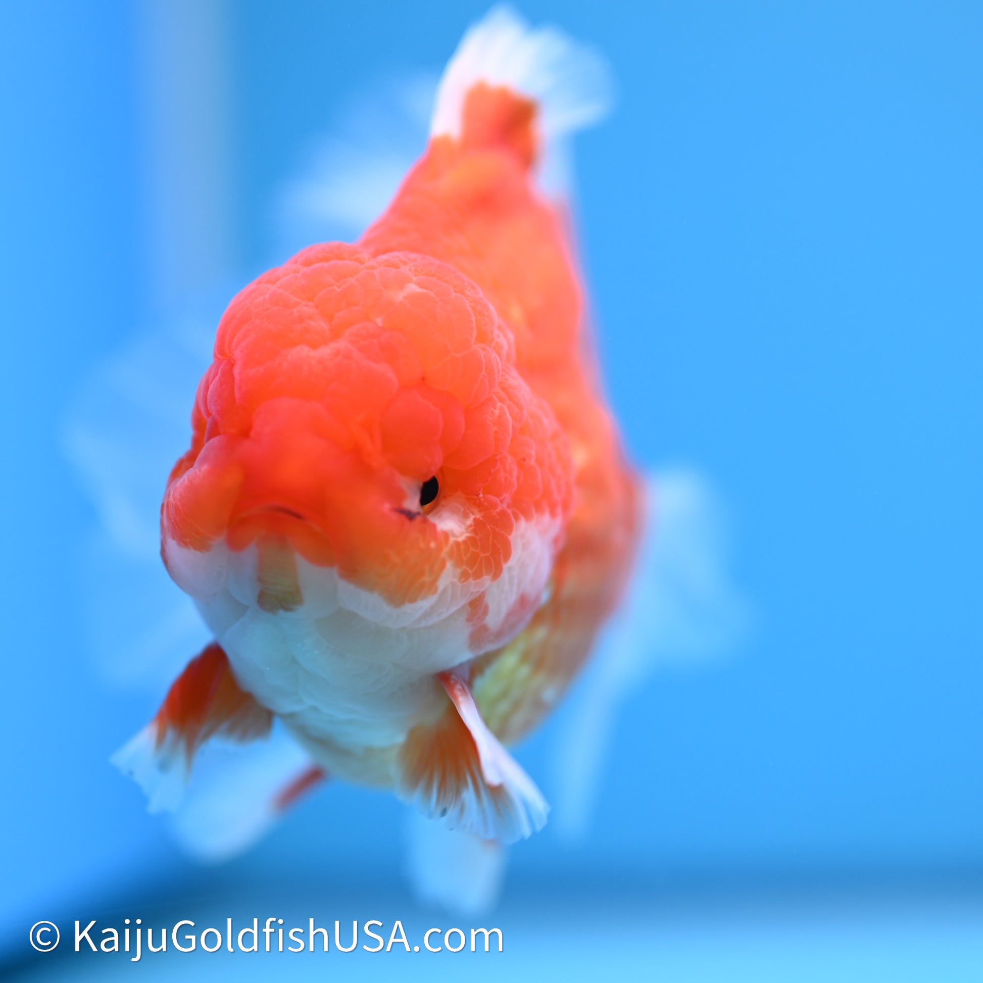 Red White Rose Tail Oranda 4in Body (240621_OR03) - Kaiju Goldfish USA