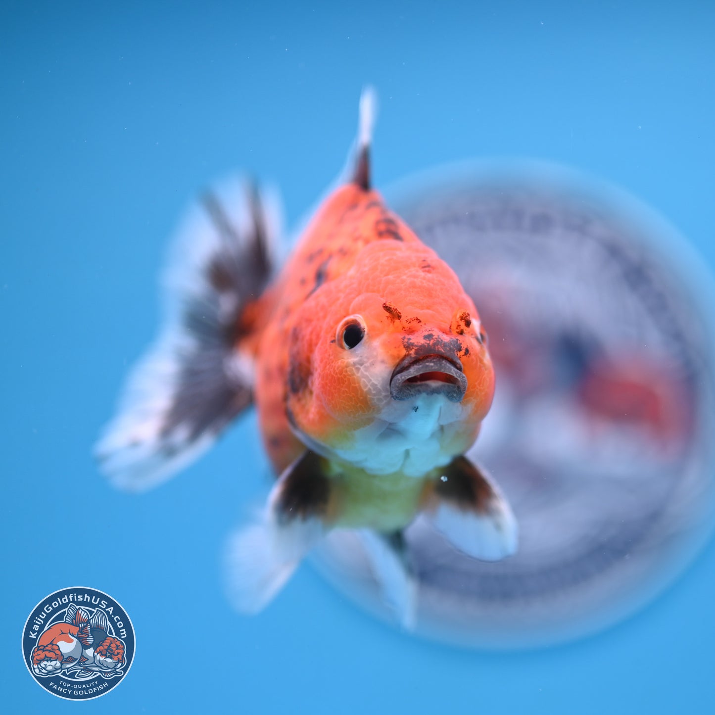 Shogun Tiger Oranda 4-5 in (241011_OR03) - Kaiju Goldfish USA