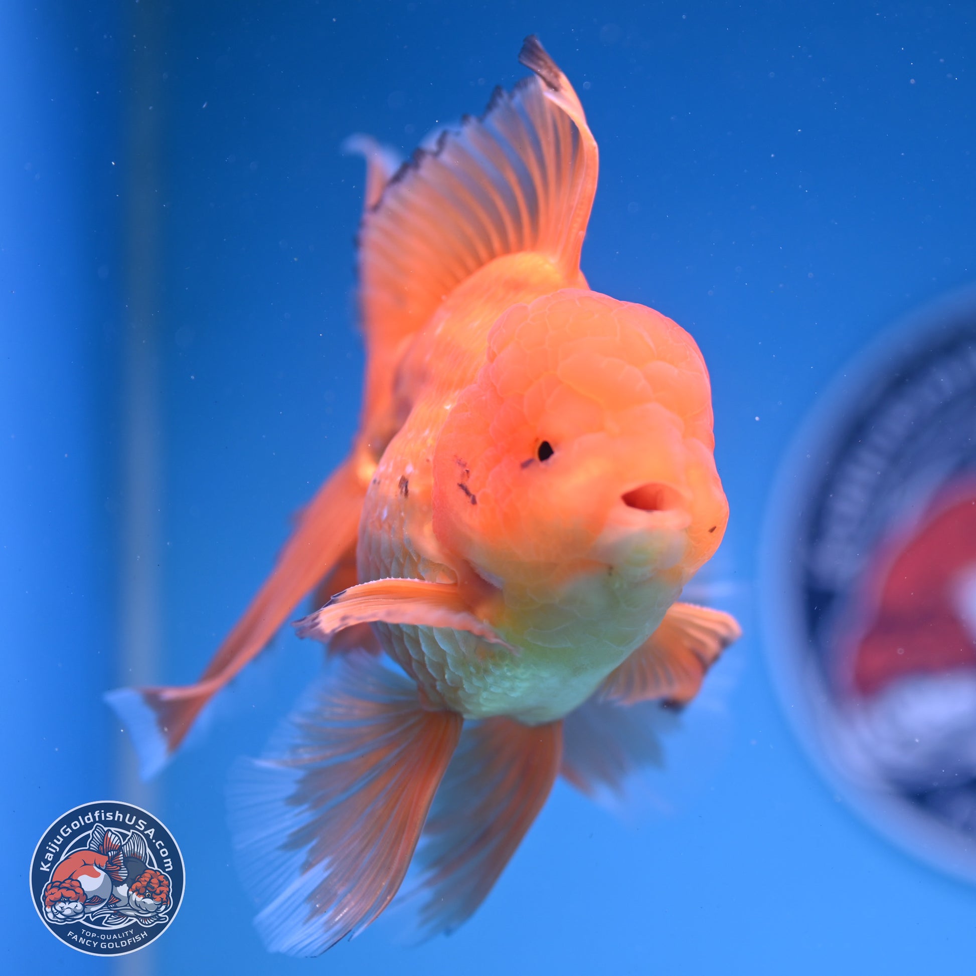 Classic Red Orchid Tail Oranda 4-6 inches (240913_OR03) - Kaiju Goldfish USA