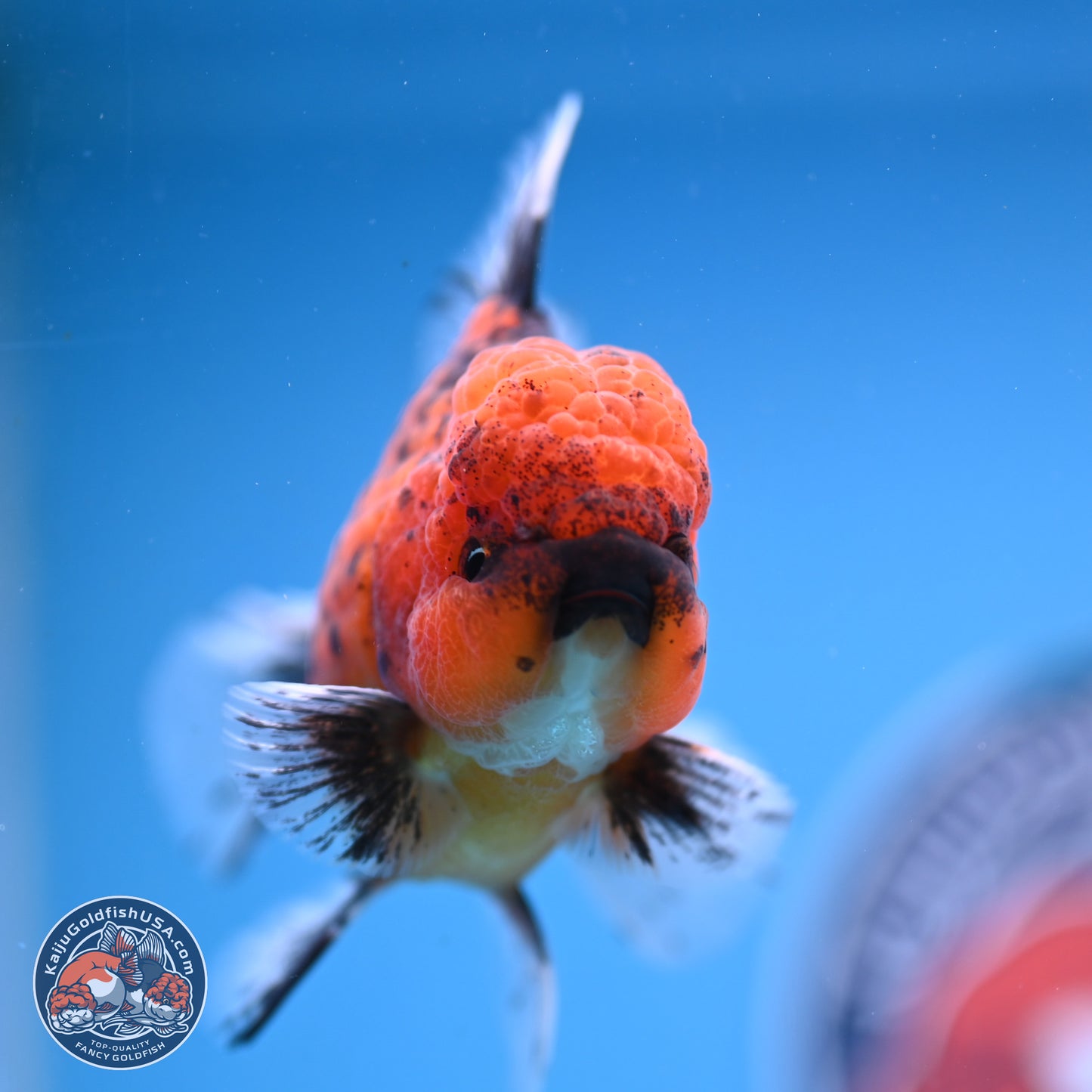 Shogun Tiger Rose Tail Oranda 3.5in Body (240816_OR03) - Kaiju Goldfish USA