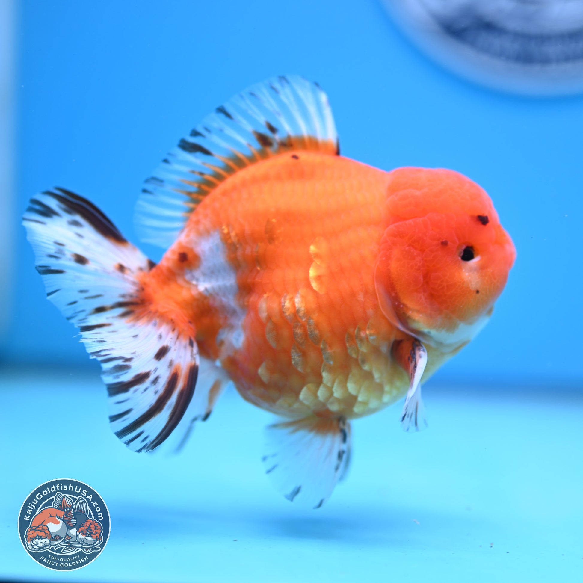 Shogun Tricolor Sakura Oranda 4.5-5 inches (241004_OR03) - Kaiju Goldfish USA