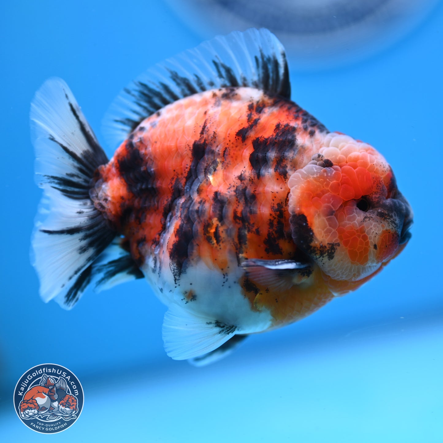 Tricolor Tiger YuanBao Oranda 3.5 inches Body - Male (250307_OR03)