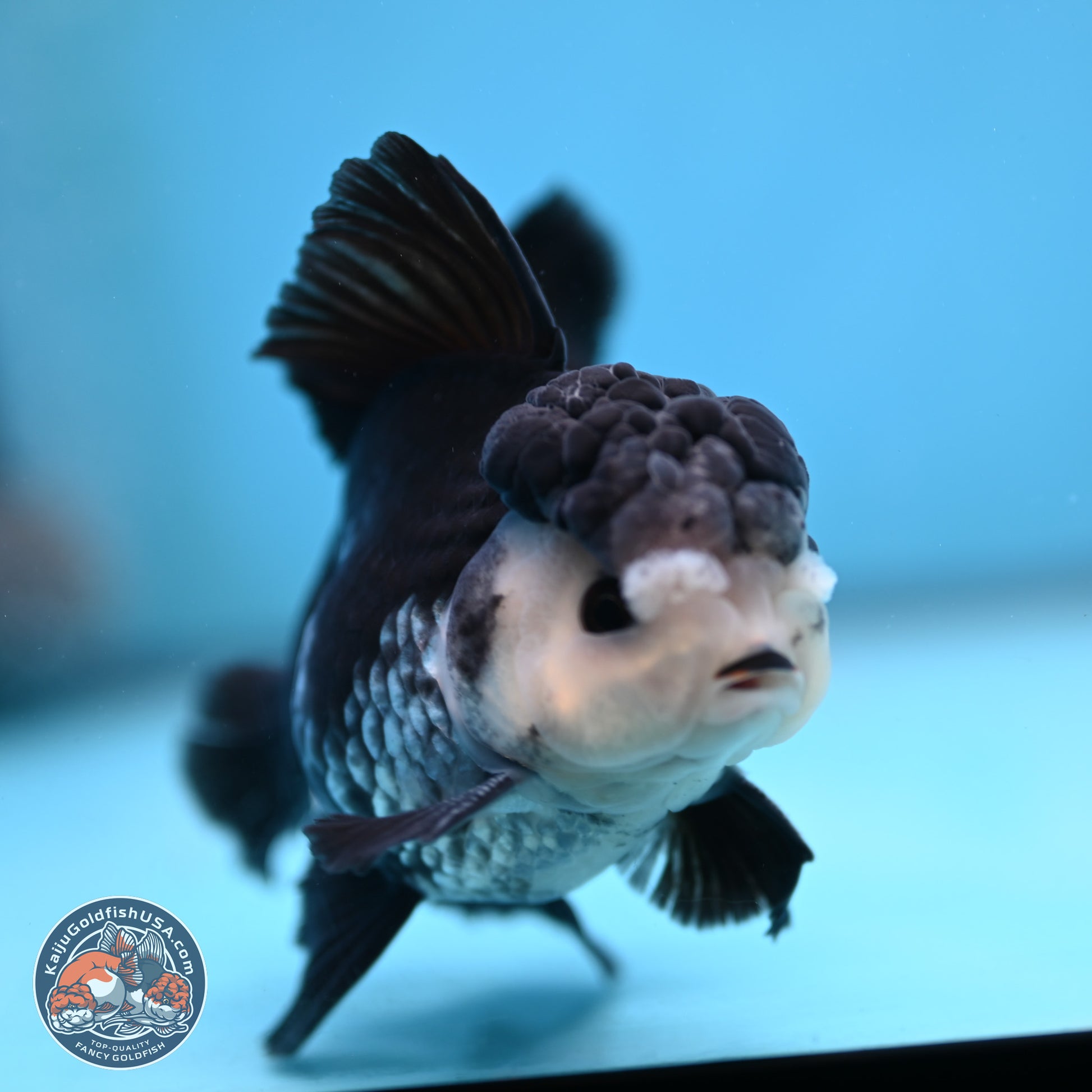 Panda Butterfly Tail Oranda 4.75 inches (241025_OR03) - Kaiju Goldfish USA