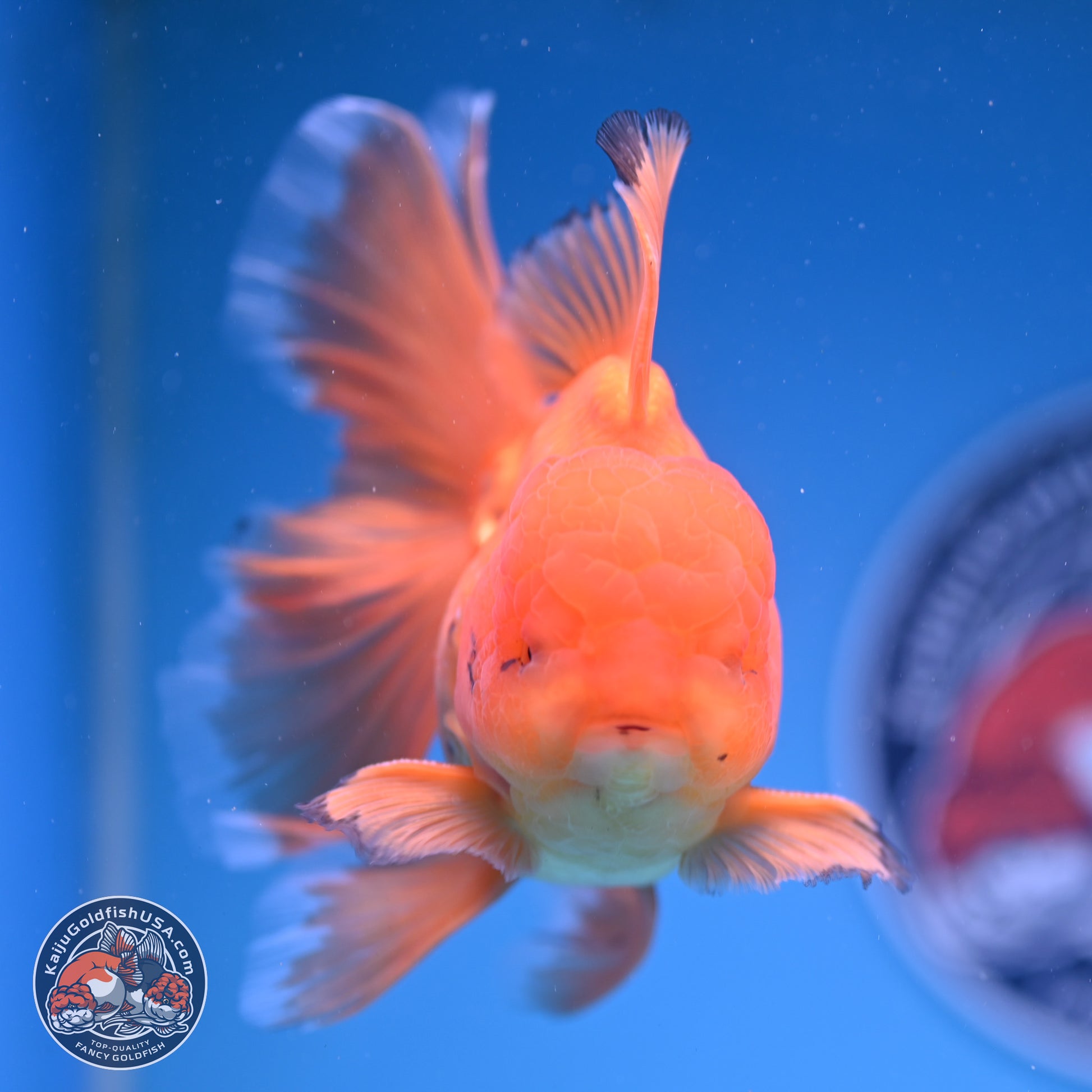 Classic Red Orchid Tail Oranda 4-6 inches (240913_OR03) - Kaiju Goldfish USA