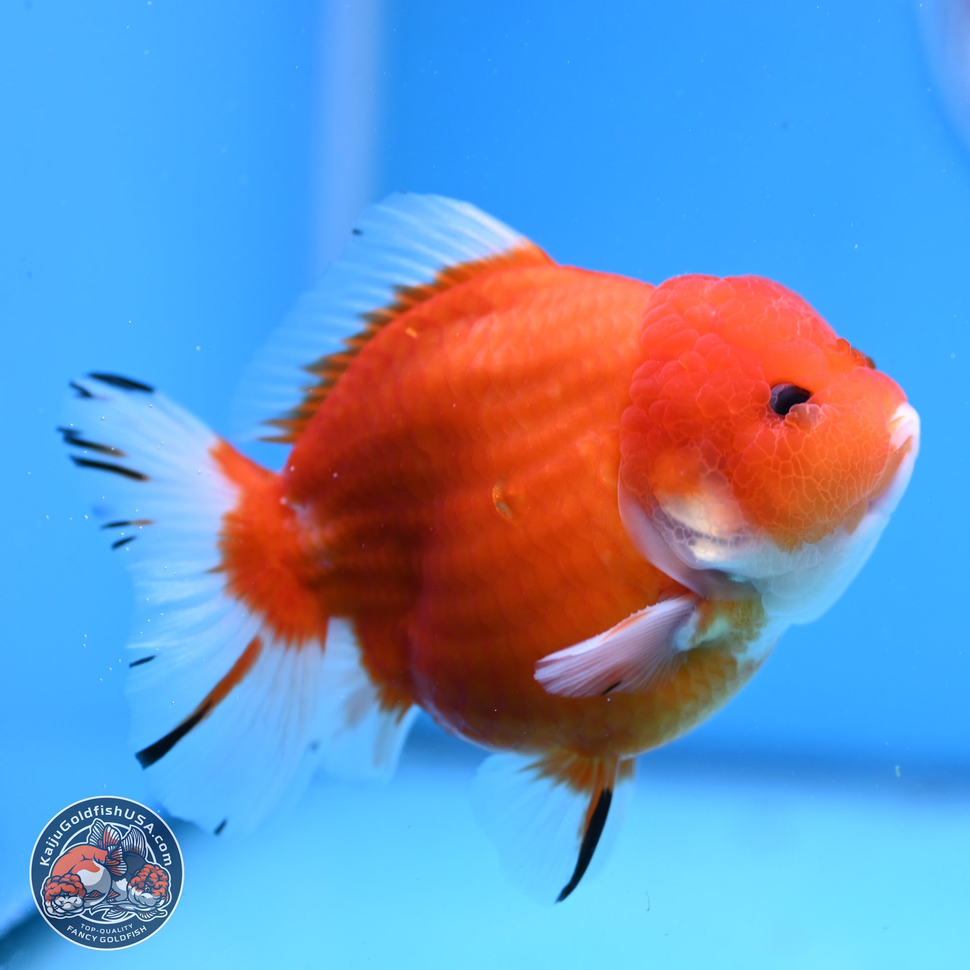 Shogun Sakura YuanBao Oranda 3.75in Body (240802_OR03) - Kaiju Goldfish USA