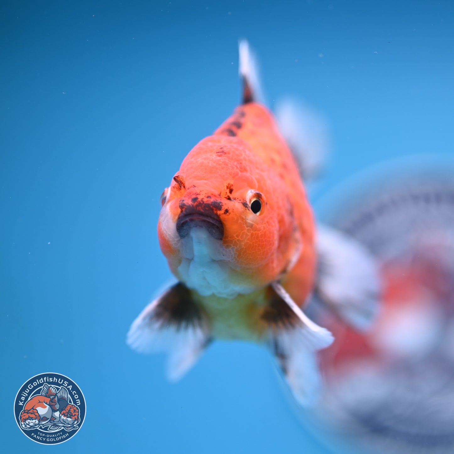 Shogun Tiger Oranda 4-5 in (241011_OR03) - Kaiju Goldfish USA