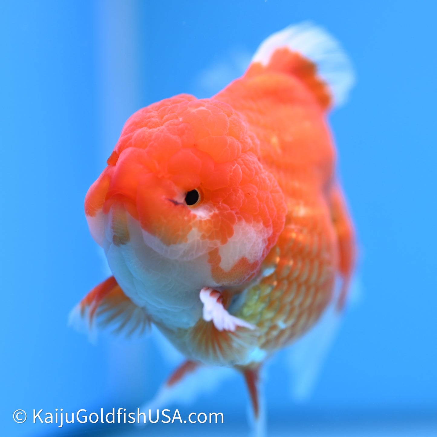 Red White Rose Tail Oranda 4in Body (240621_OR03) - Kaiju Goldfish USA