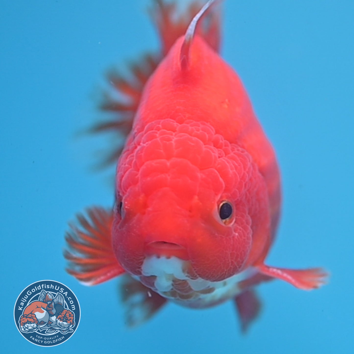 Classic Red YuanBao Oranda 4 inch Body (250926_OR03)