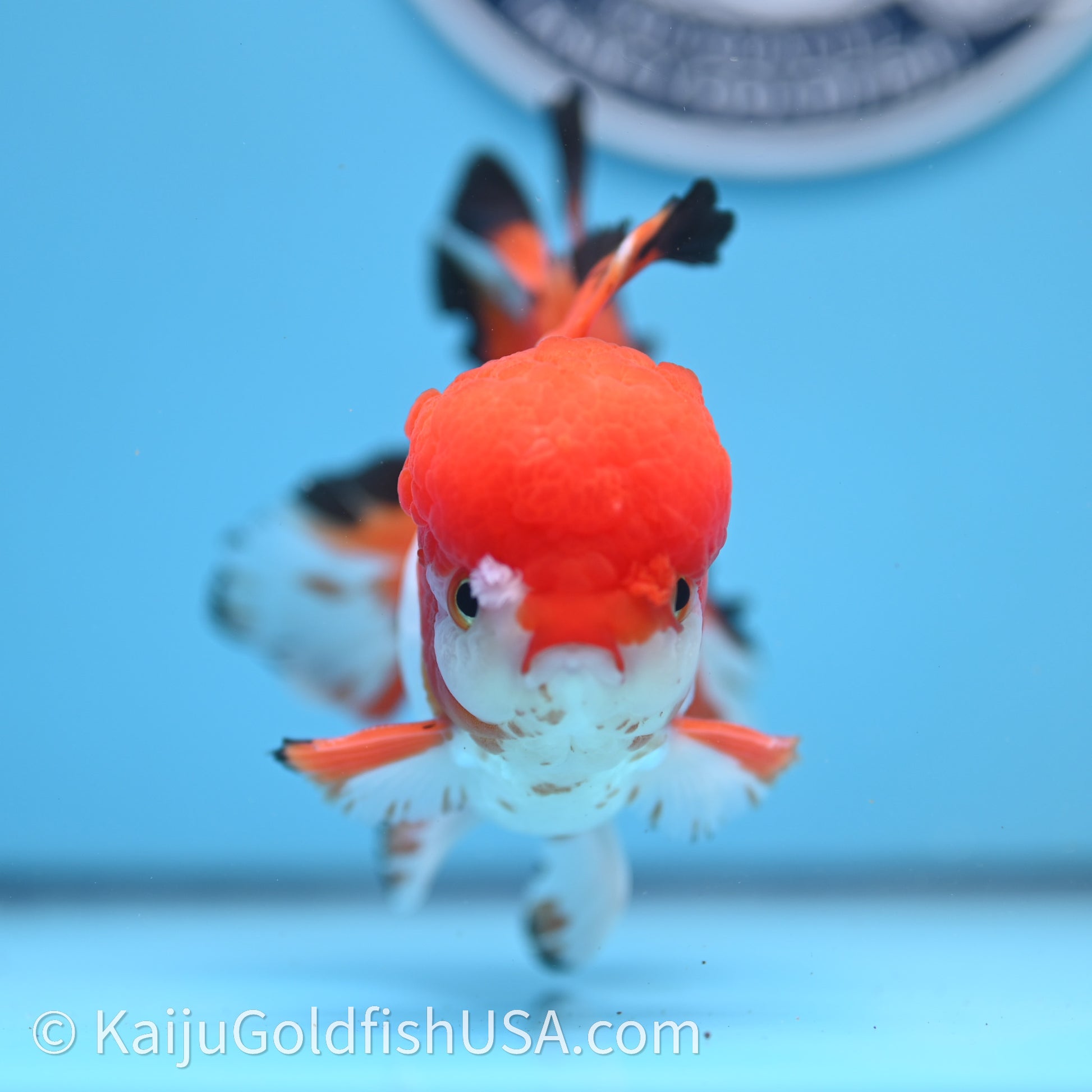 Tricolor Rose Tail Oranda 3.5in body (240726_OR03) - Kaiju Goldfish USA