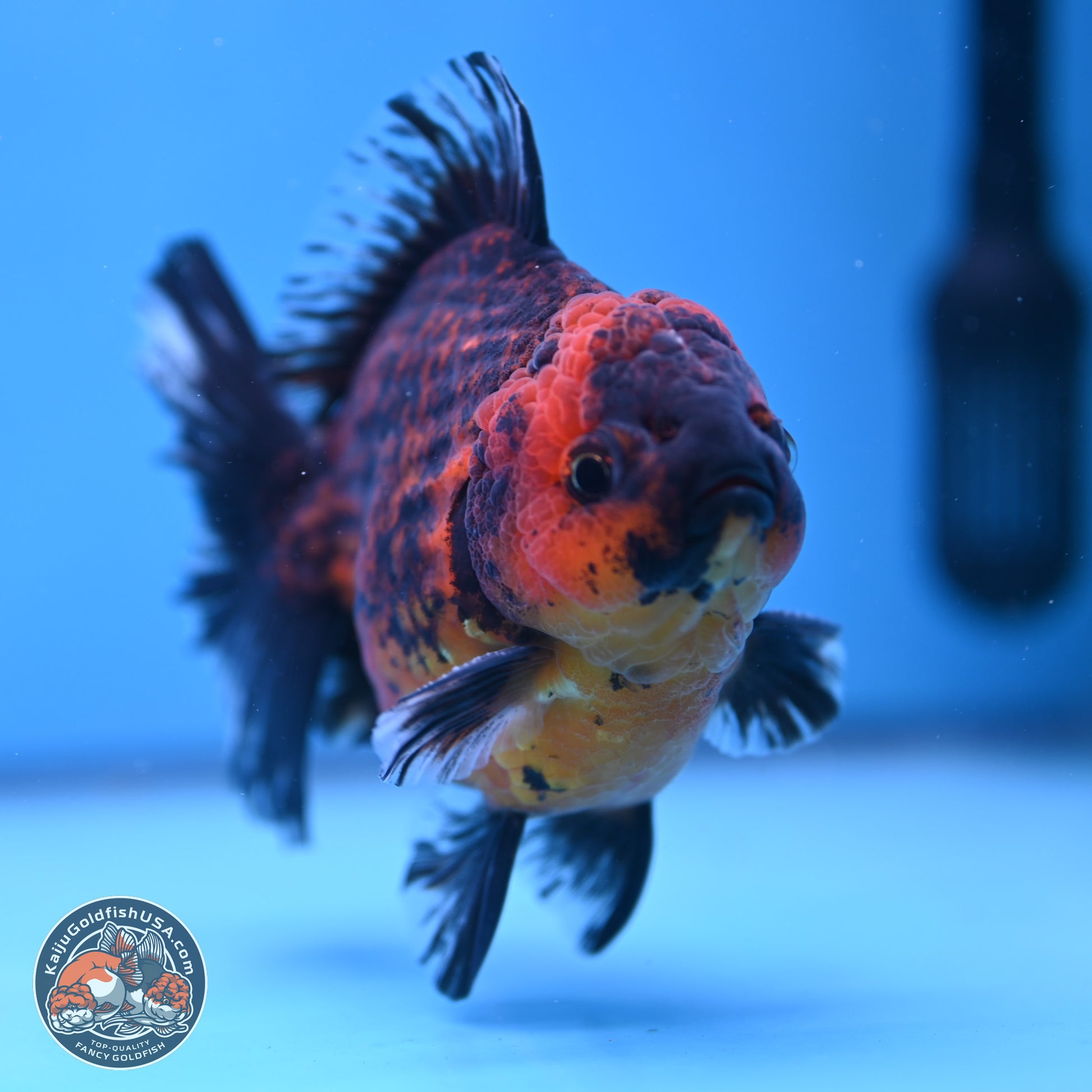 Tiger Broad Tail Oranda 5 inches - Male (241115_OR03) - Kaiju Goldfish USA