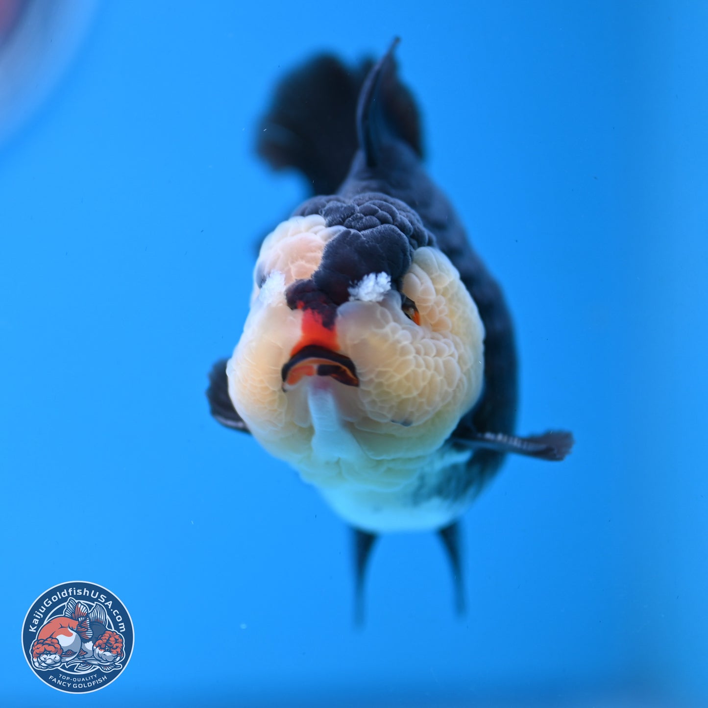 Panda YuanBao Oranda 3.5 inches Body - Male (250103_OR03) - Kaiju Goldfish USA