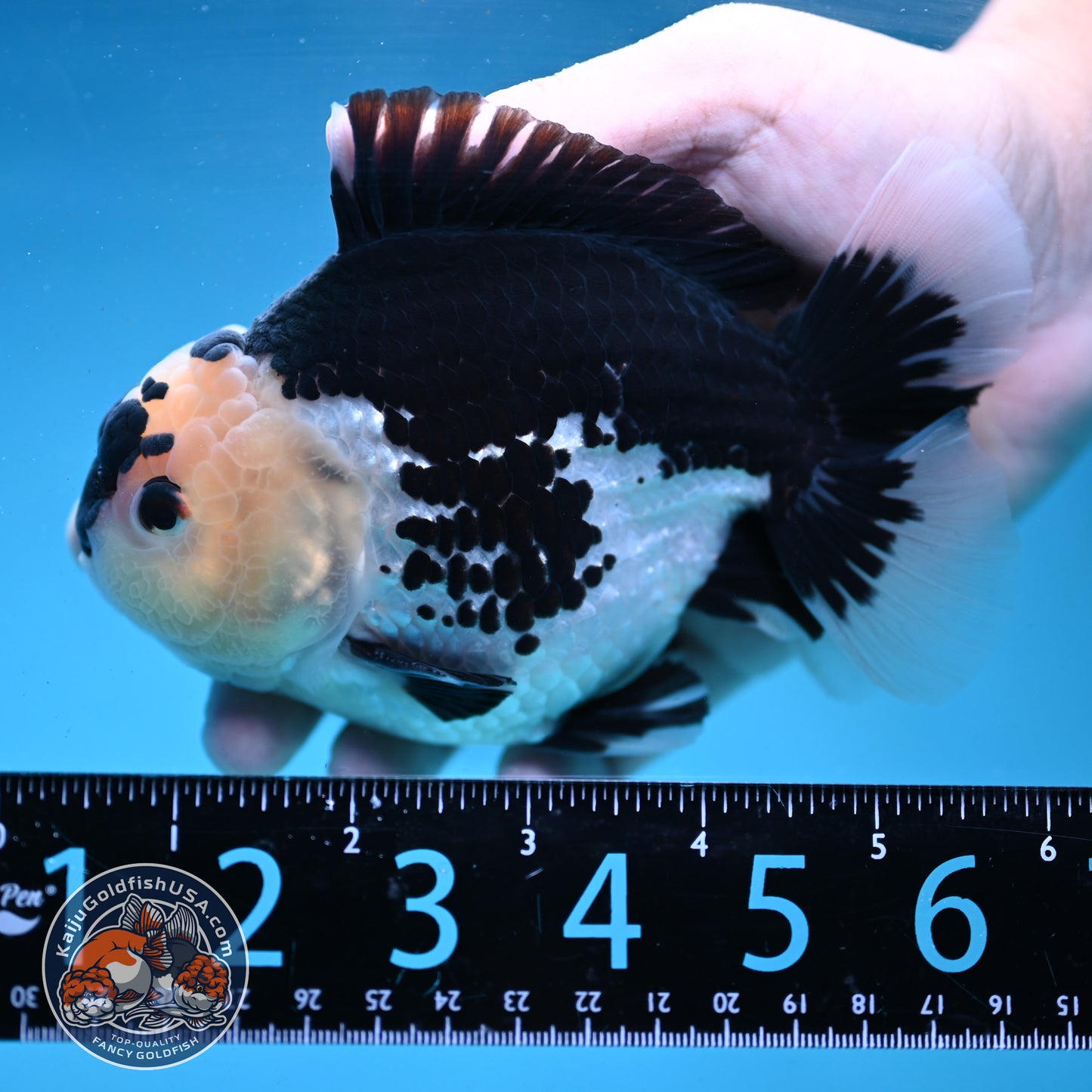 Panda Oranda 4.5 inch Body (250919_OR03)