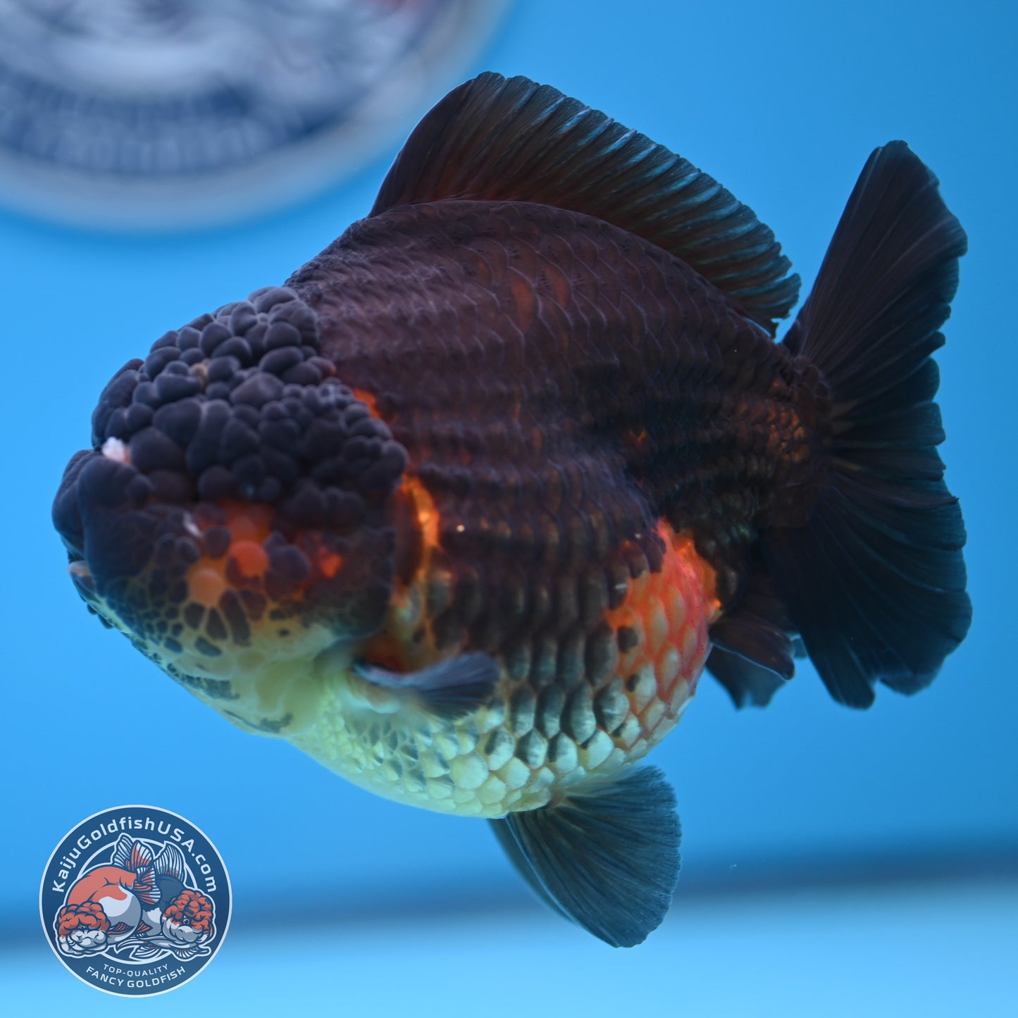 Oranda inch Body (250812_OR07)