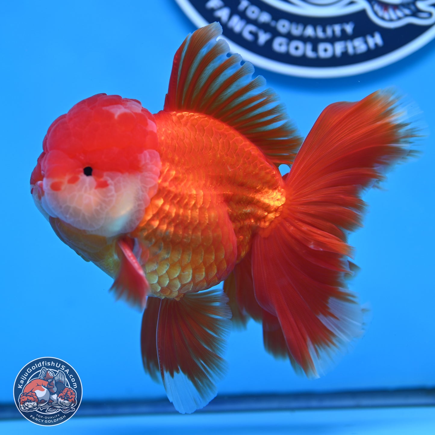Red White Orchid Tail Oranda 4 inches Body - Male (250314_OR03)