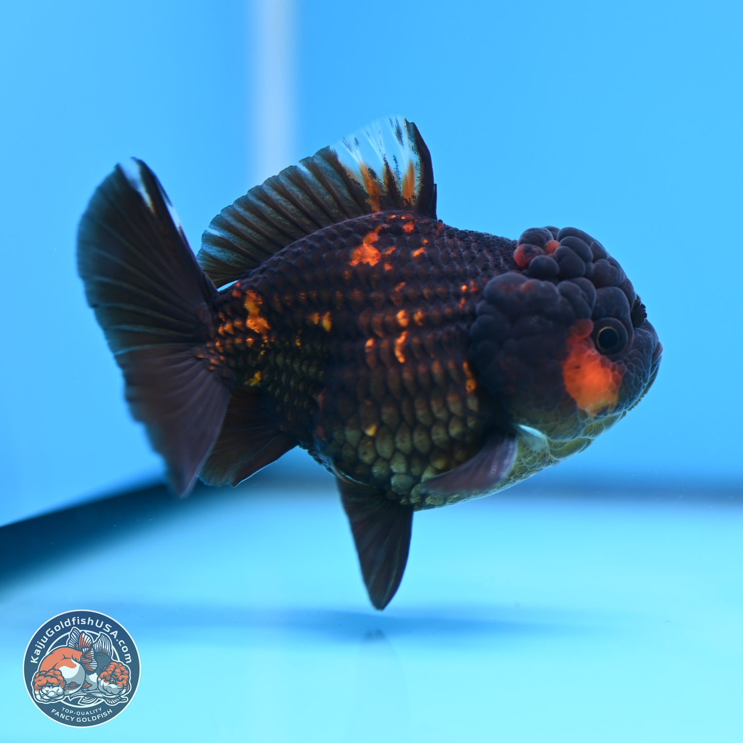 Heavy Ink Tiger YuanBao Oranda 3in Body (240830_OR03) - Kaiju Goldfish USA