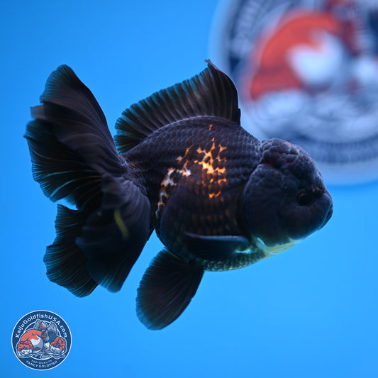 Tricolor Rose Tail Oranda 3.5-4.5 inches (240927_OR3) - Kaiju Goldfish USA