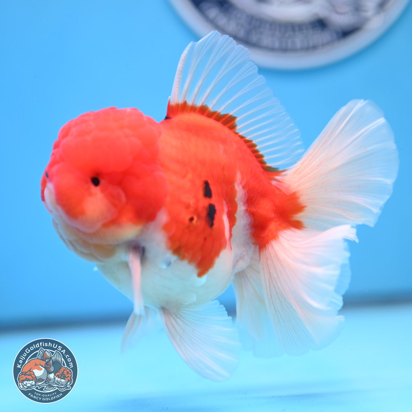 Tricolor Sakura Rose Tail Oranda 3.5 inches Body - Male (250228_OR03)