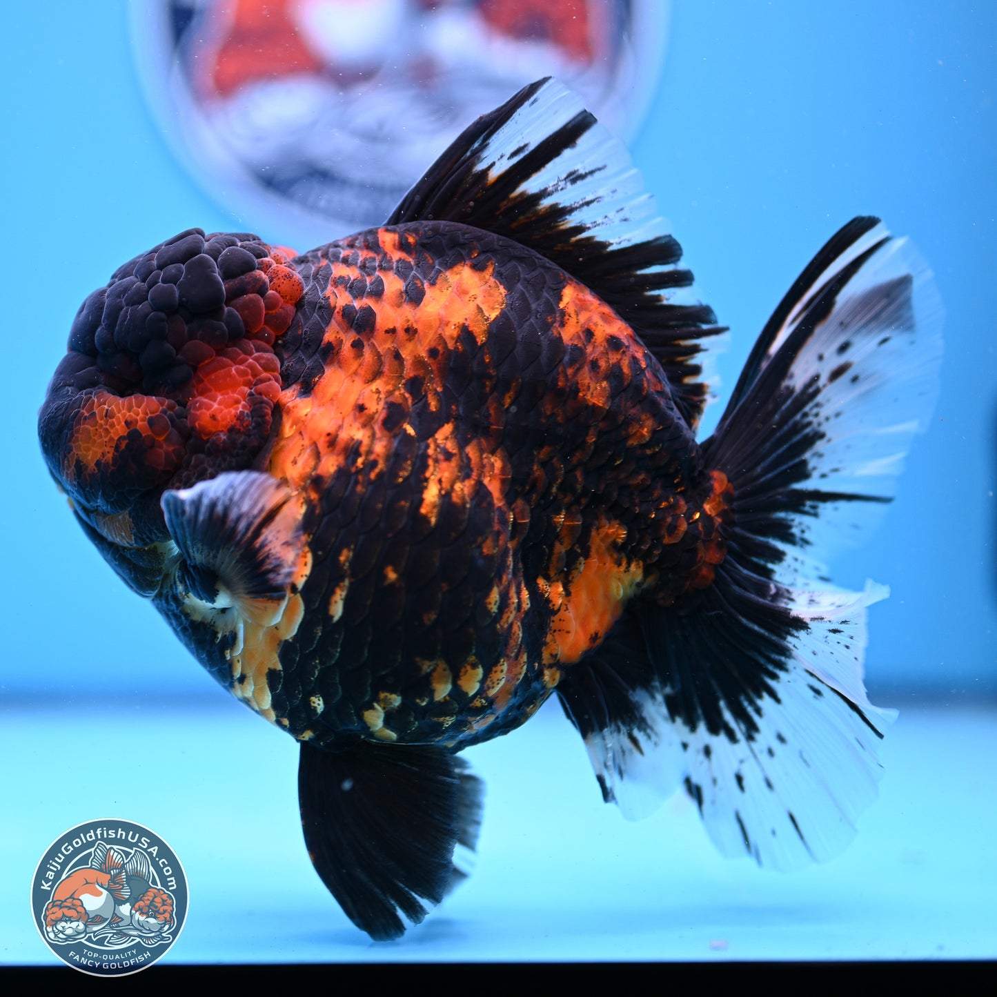 Jumbo Shogun Godzilla Tiger Rose Tail Oranda 5.2in Body (240823_OR3)- Overnight shipping only - Kaiju Goldfish USA