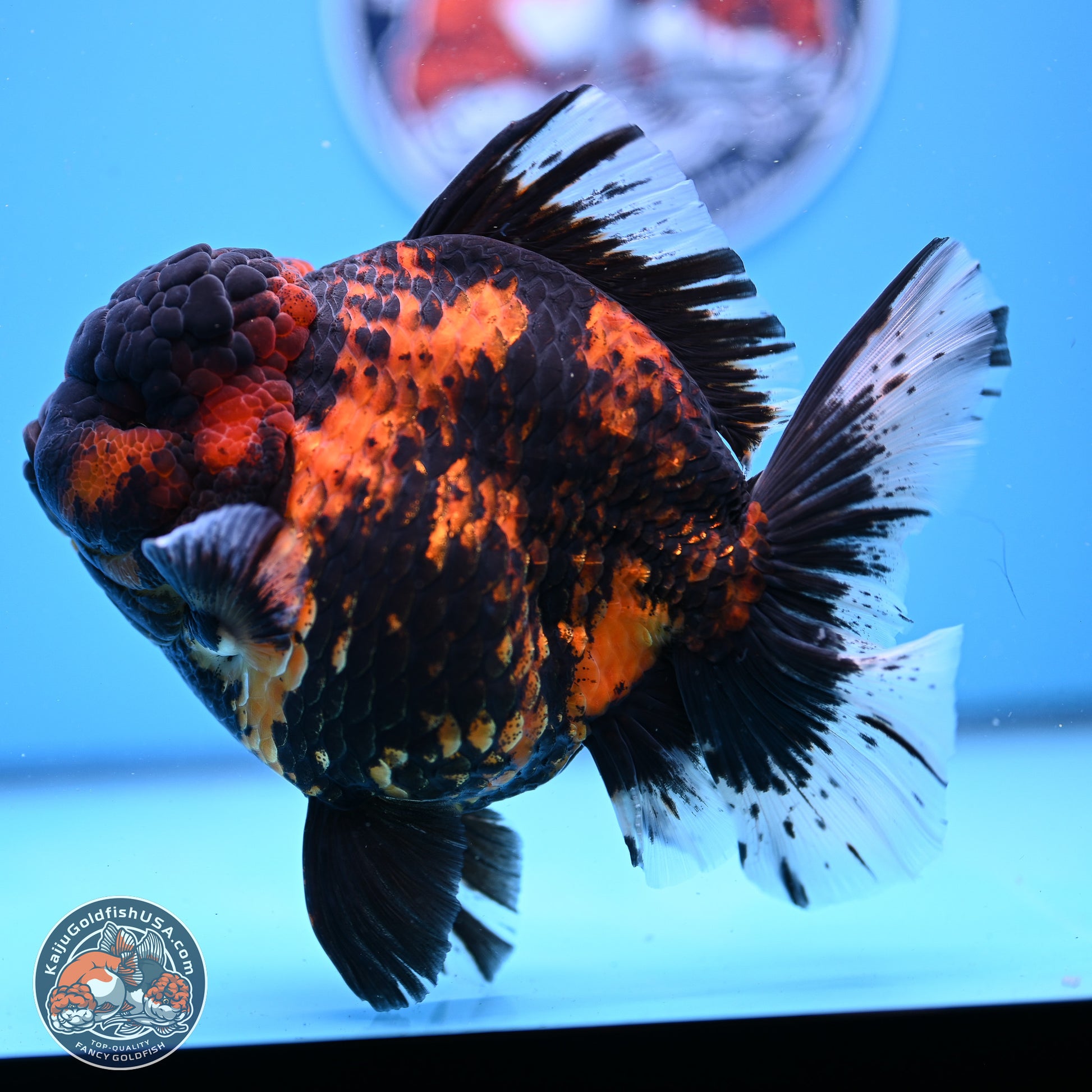 Jumbo Shogun Godzilla Tiger Rose Tail Oranda 5.2in Body (240823_OR3)- Overnight shipping only - Kaiju Goldfish USA