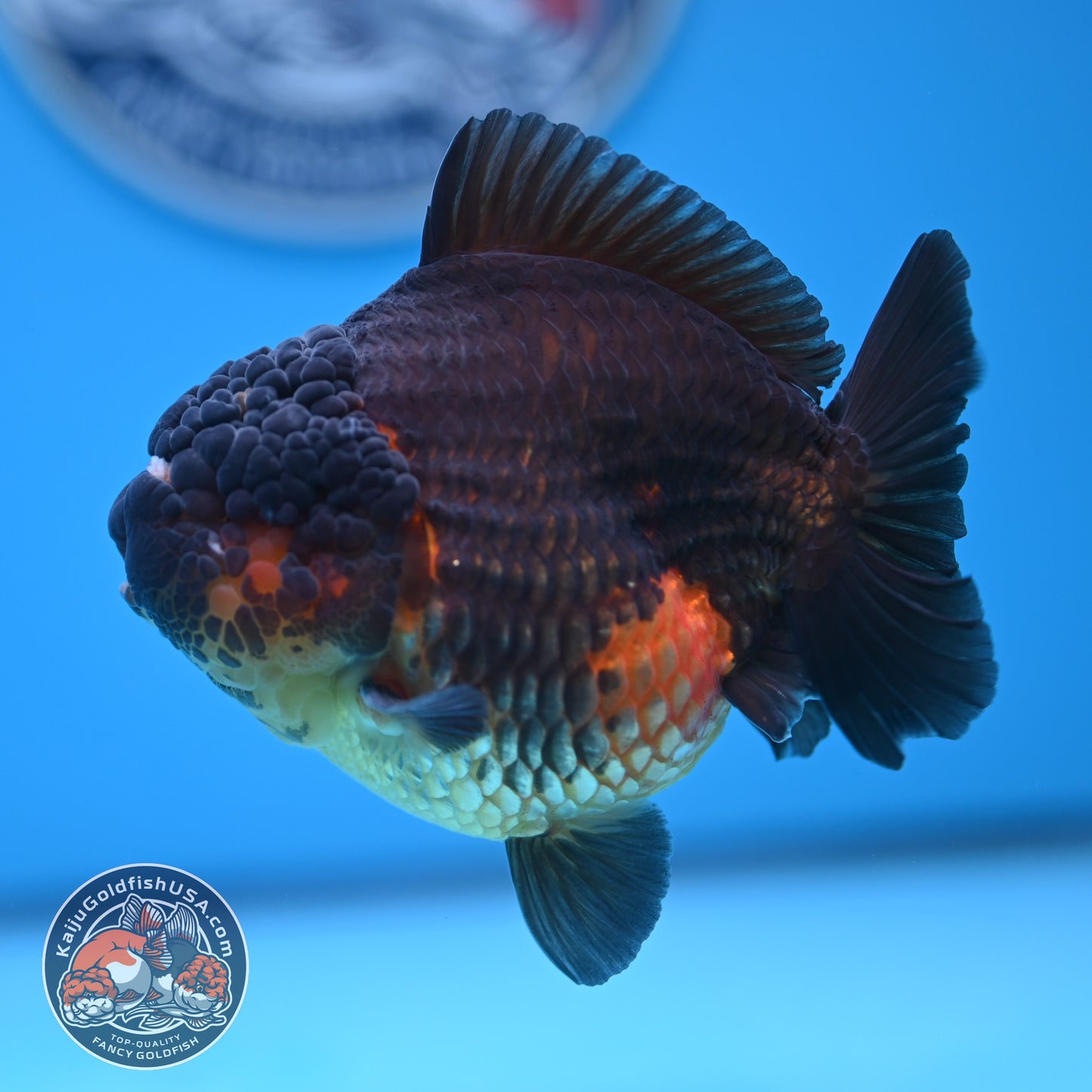 Oranda inch Body (250812_OR07)