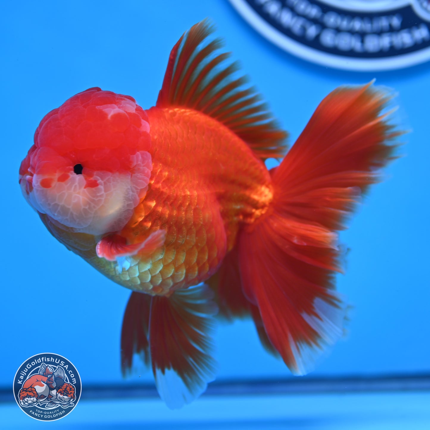 Red White Orchid Tail Oranda 4 inches Body - Male (250314_OR03)