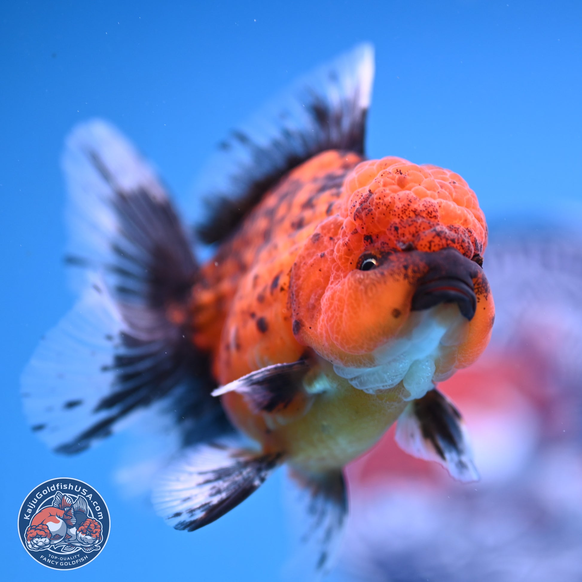 Shogun Tiger Rose Tail Oranda 3.5in Body (240816_OR03) - Kaiju Goldfish USA