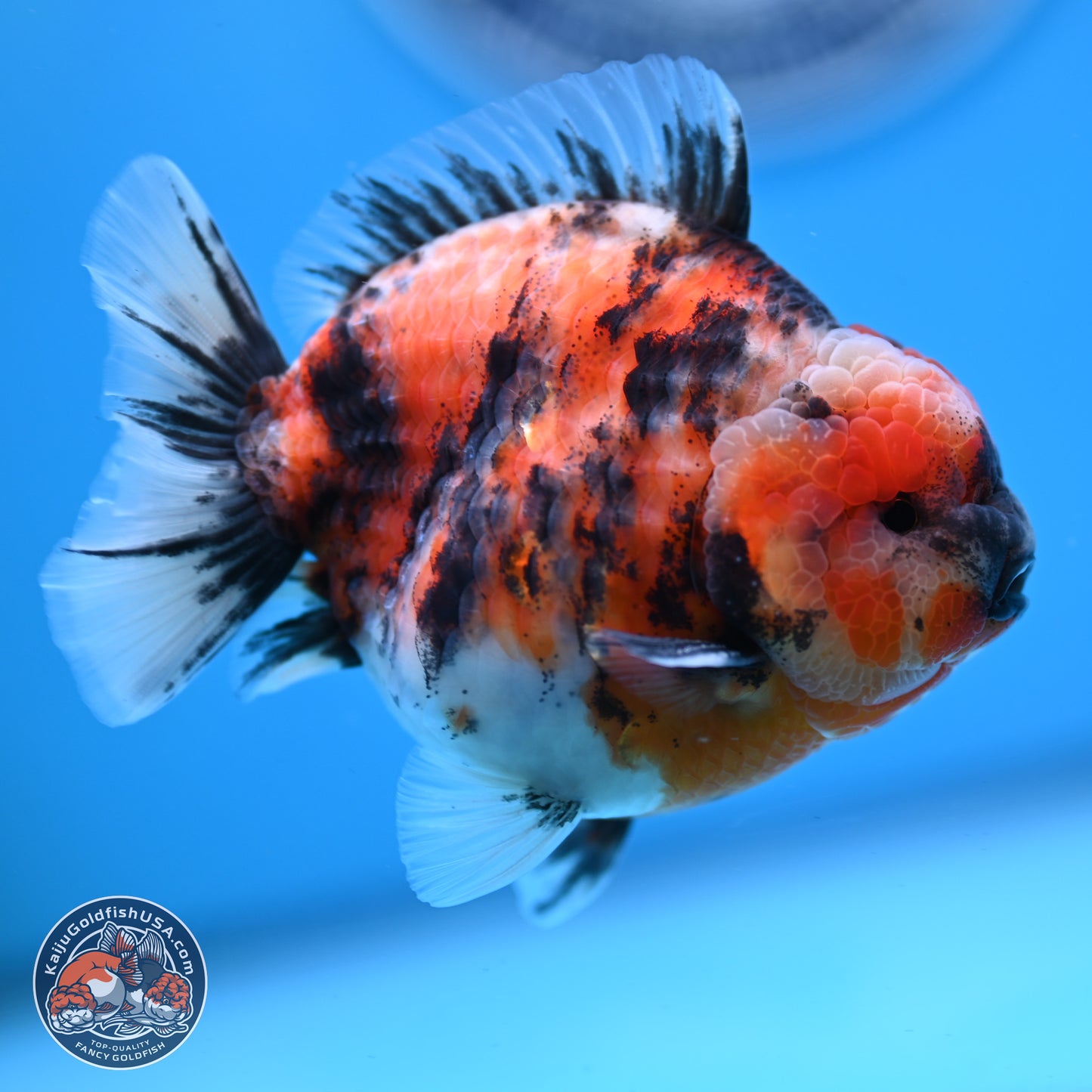 Tricolor Tiger YuanBao Oranda 3.5 inches Body - Male (250307_OR03)