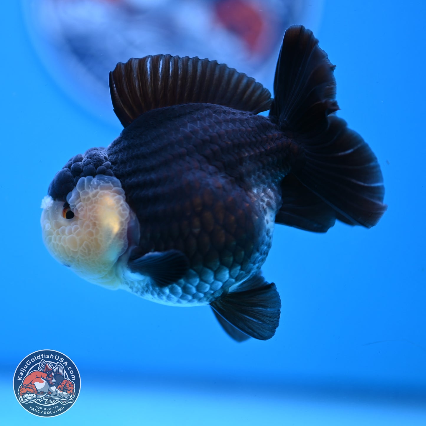 Panda YuanBao Oranda 3.5 inches Body - Male (250103_OR03) - Kaiju Goldfish USA