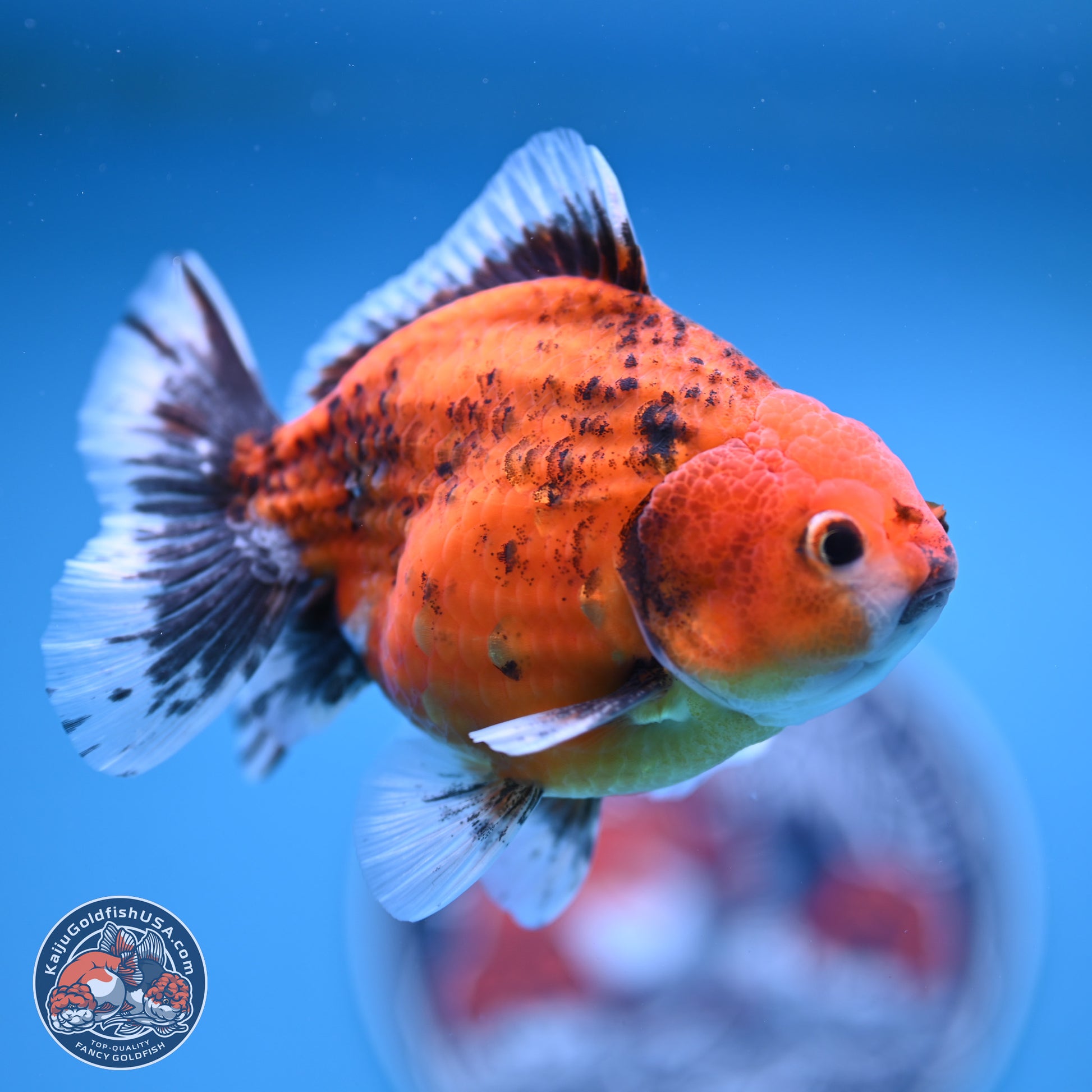 Shogun Tiger Oranda 4-5 in (241011_OR03) - Kaiju Goldfish USA