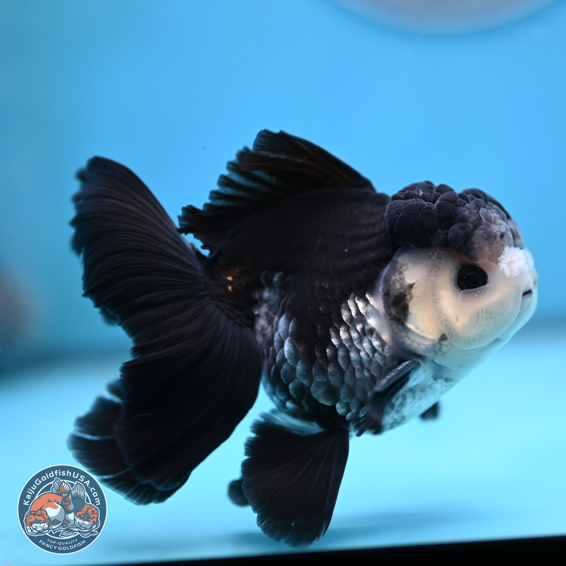 Panda Butterfly Tail Oranda 4.75 inches (241025_OR03) - Kaiju Goldfish USA