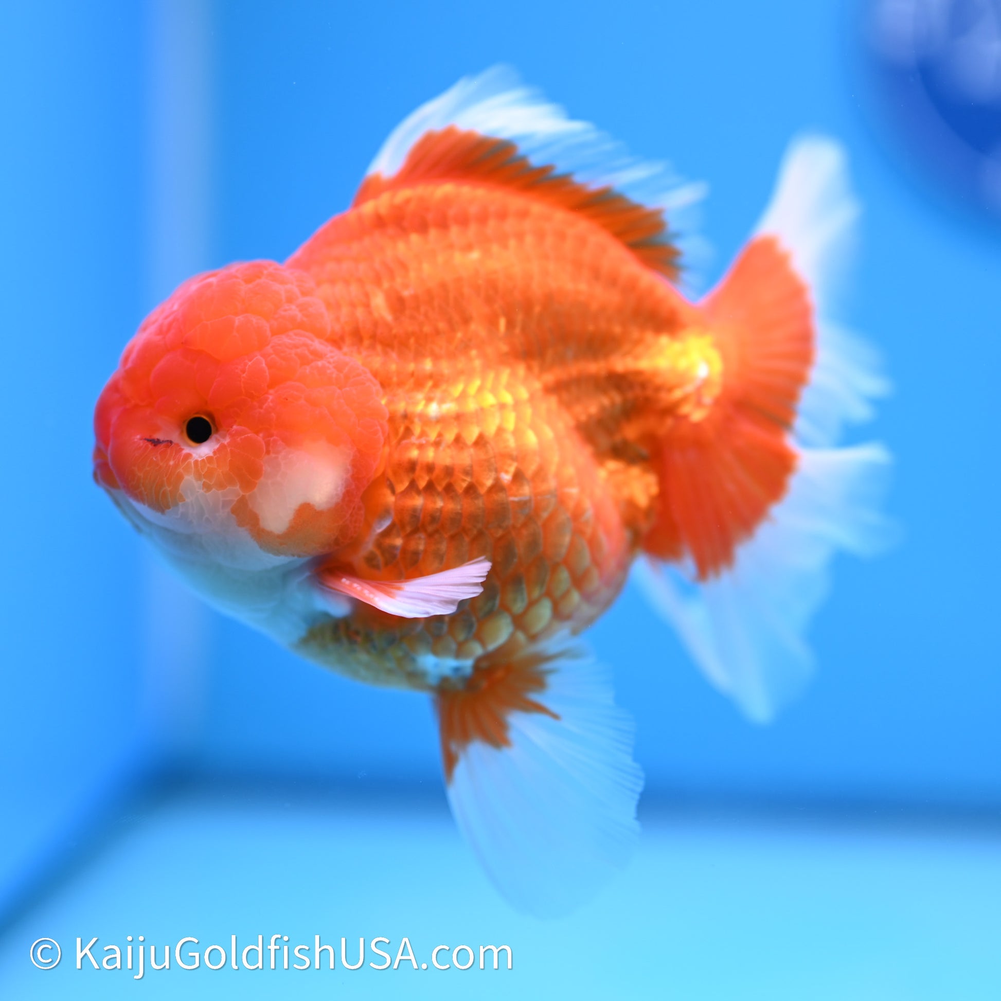 Red White Rose Tail Oranda 4in Body (240621_OR03) - Kaiju Goldfish USA