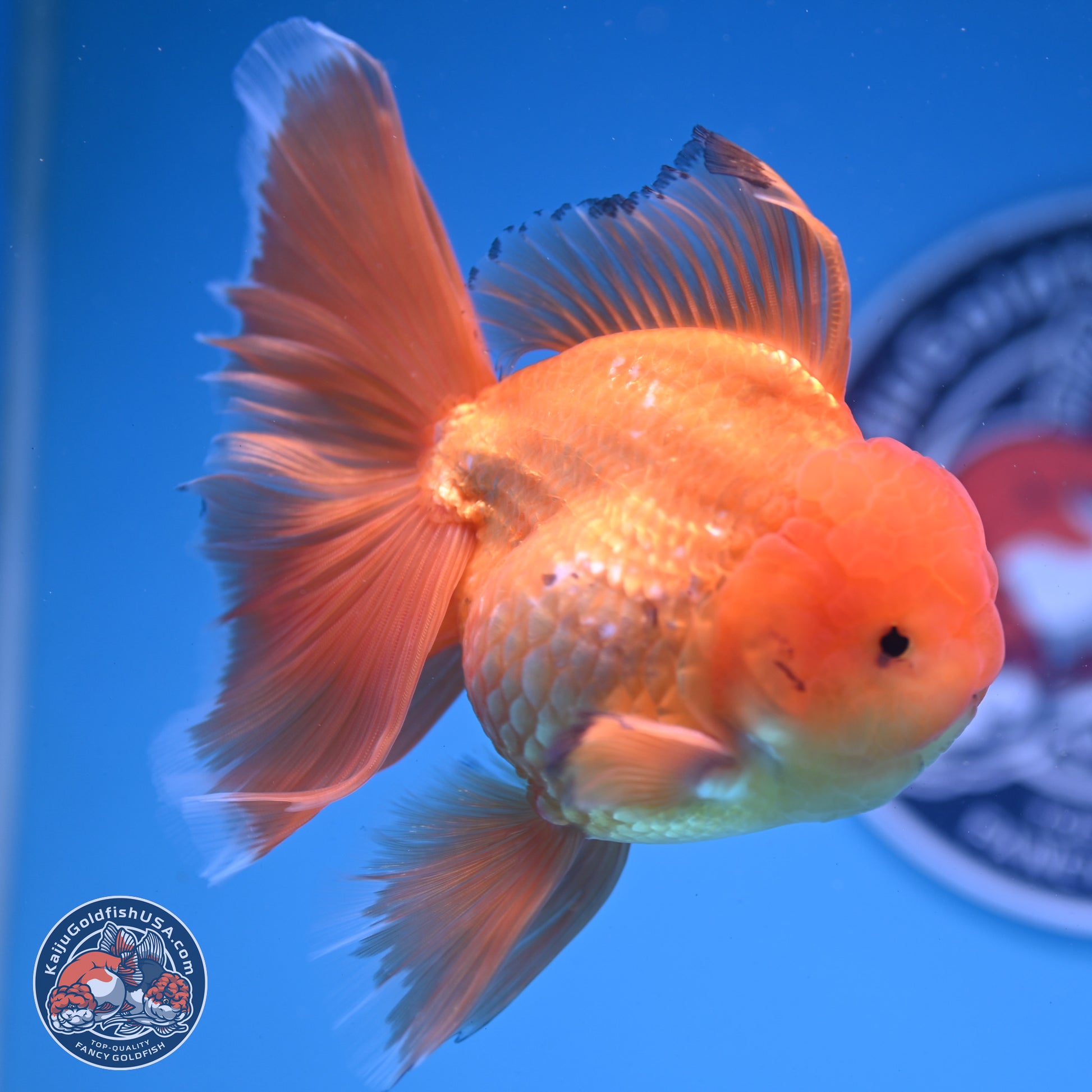 Classic Red Orchid Tail Oranda 4-6 inches (240913_OR03) - Kaiju Goldfish USA