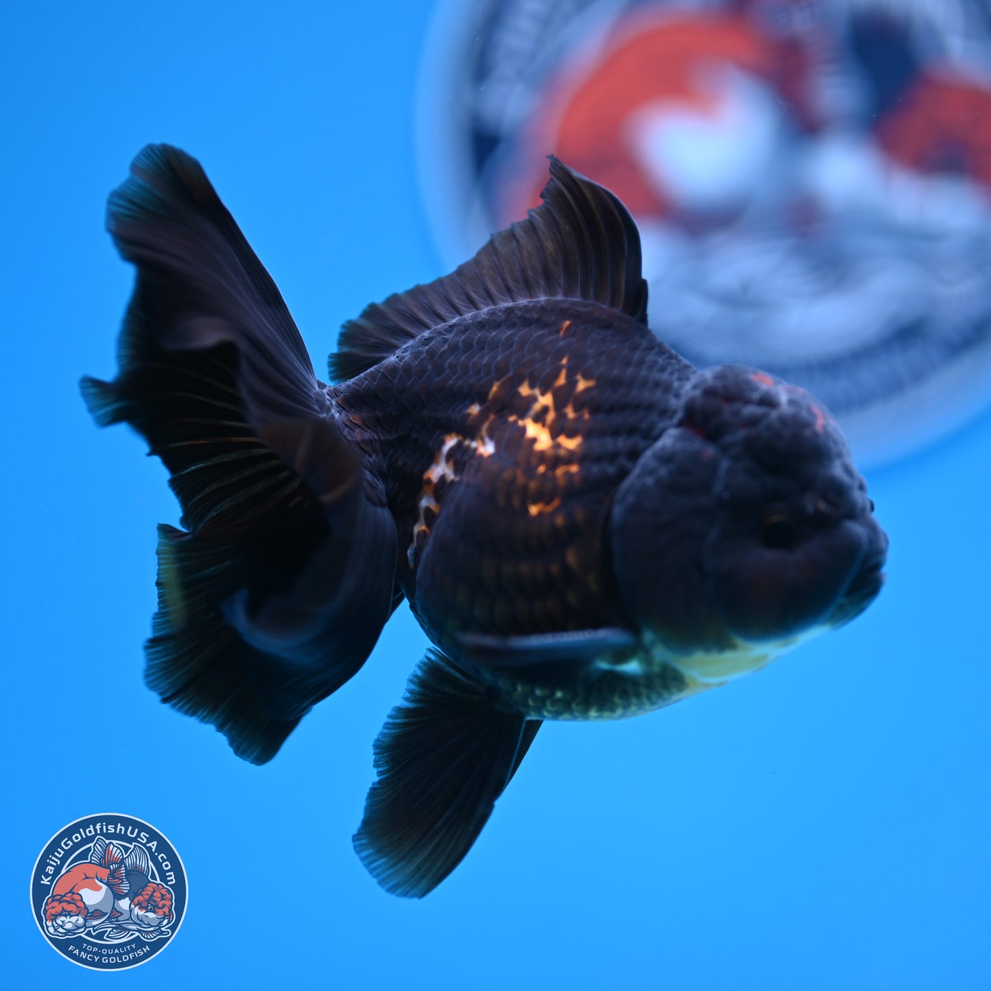 Tricolor Rose Tail Oranda 3.5-4.5 inches (240927_OR3) - Kaiju Goldfish USA