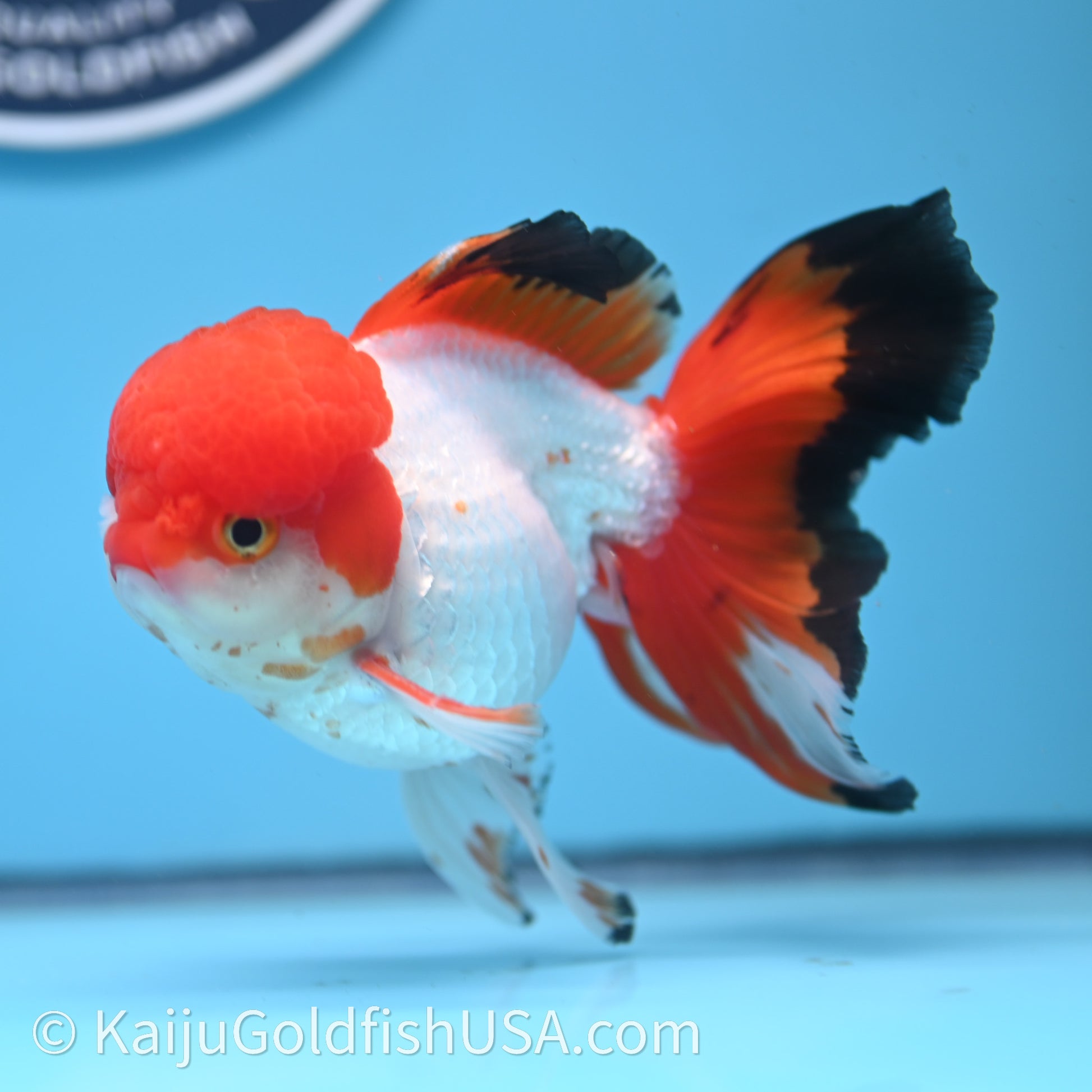 Tricolor Rose Tail Oranda 3.5in body (240726_OR03) - Kaiju Goldfish USA