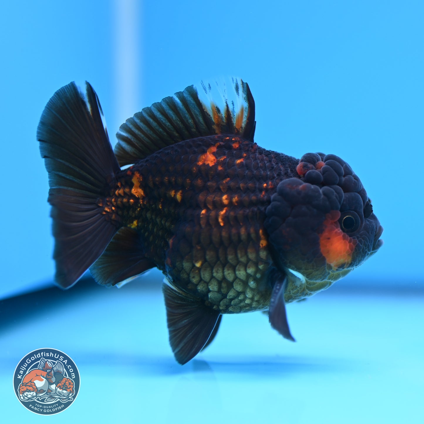 Heavy Ink Tiger YuanBao Oranda 3in Body (240830_OR03) - Kaiju Goldfish USA