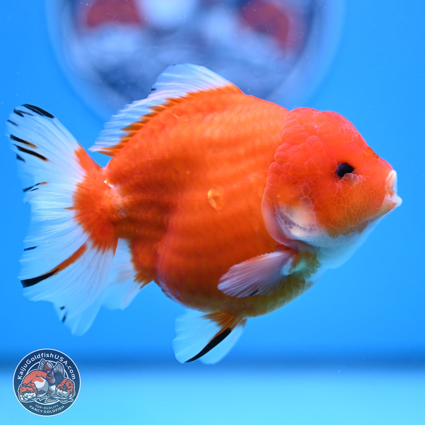 Shogun Sakura YuanBao Oranda 3.75in Body (240802_OR03) - Kaiju Goldfish USA