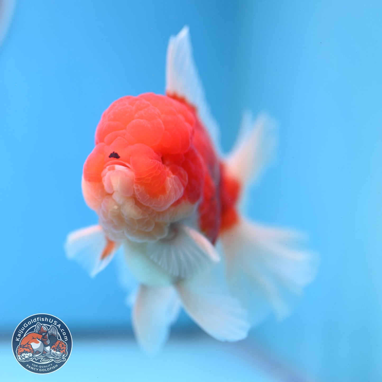 Tricolor Sakura Rose Tail Oranda 3.5 inches Body - Male (250228_OR03)